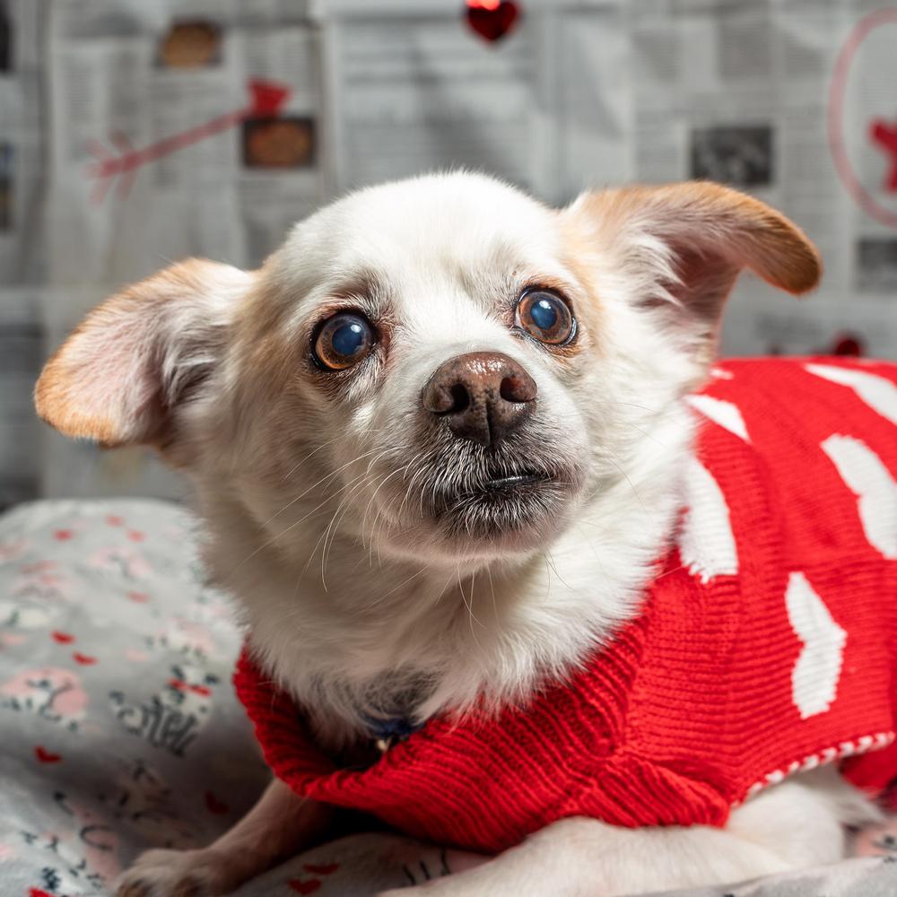 Tuff, a Adoptable mixed breed in Mundelein, IL image 6/6