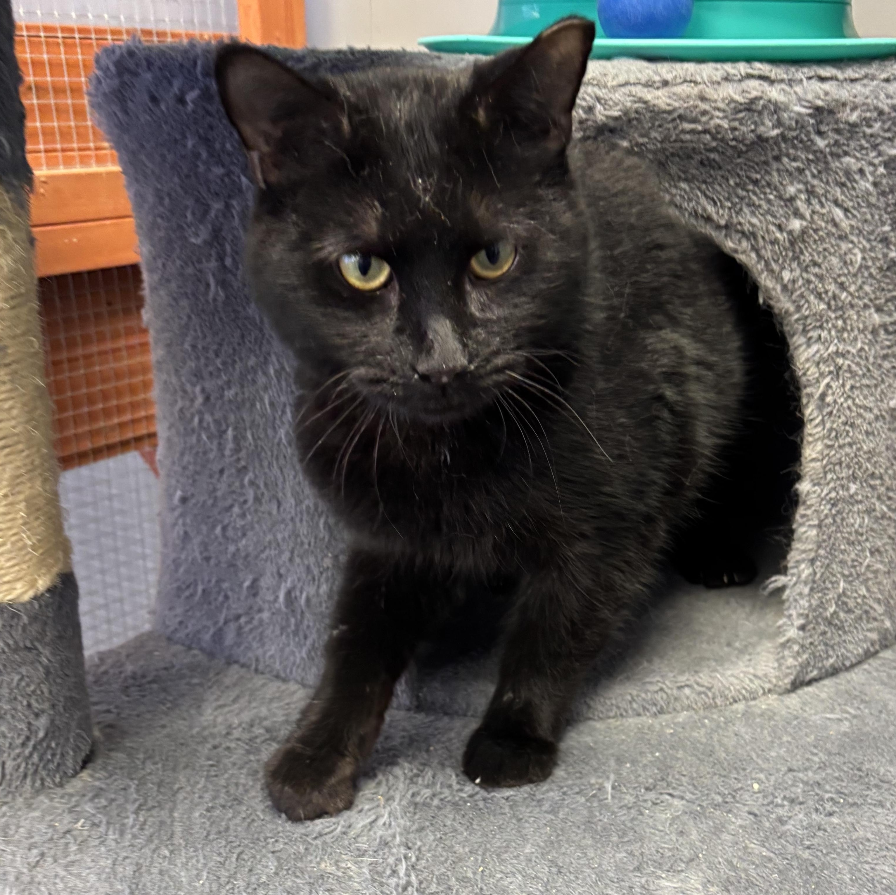 River, adoptable, Adult Male Domestic Short Hair.