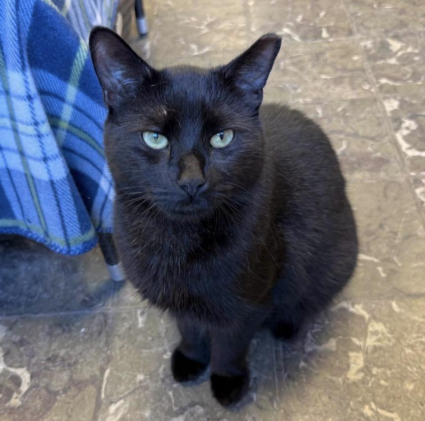 Enlarge River, an adoptable Domestic Short Hair in Hamburg, NY image 1/1