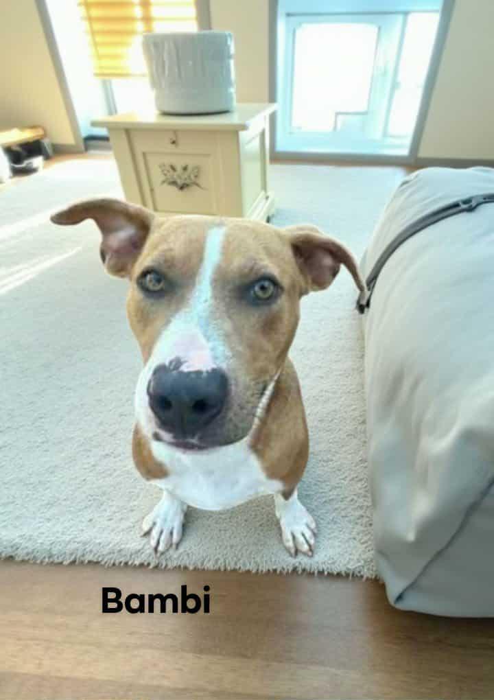 Bambi
