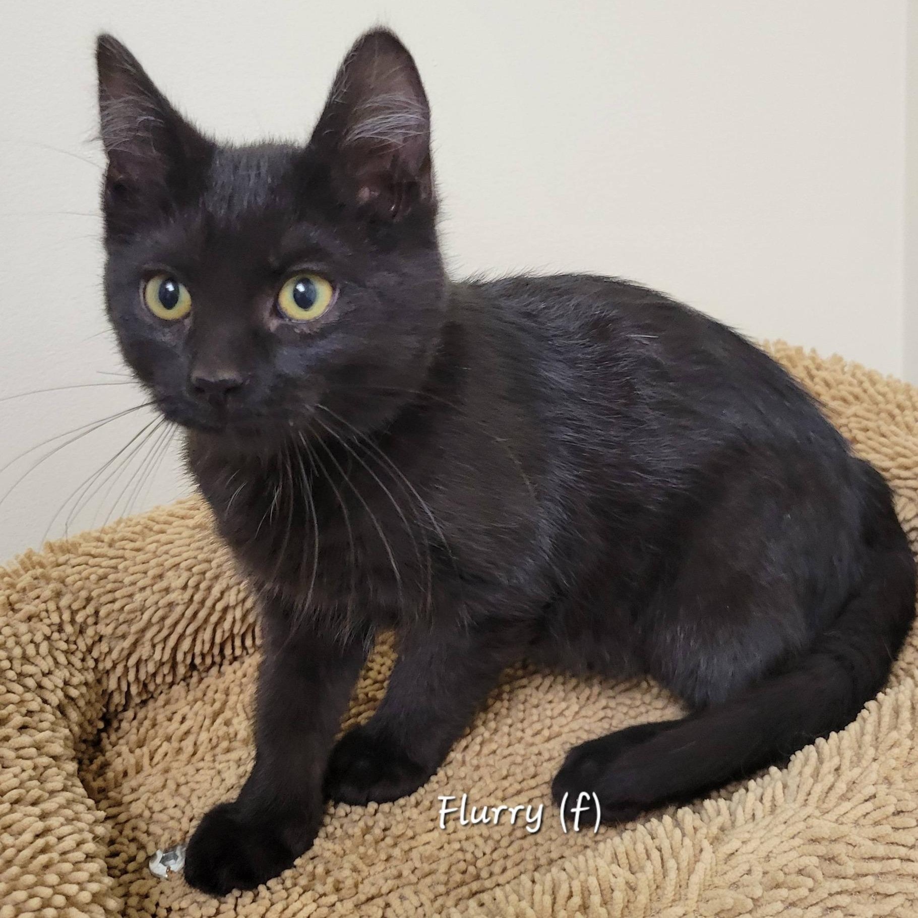 Enlarge Flurry, a ADOPTABLE Domestic Short Hair in Mazon, IL image 1/1