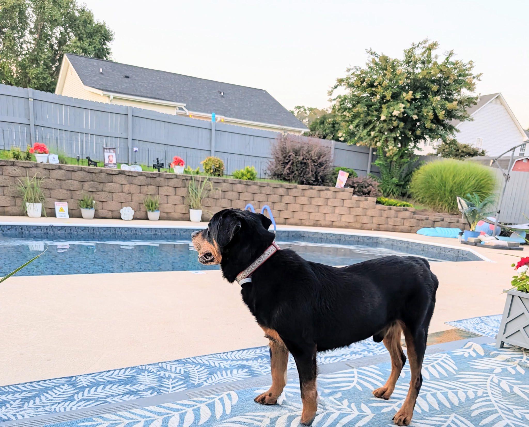 APOLLO, a Adoptable Rottweiler in Chapel Hill, NC image 3/6