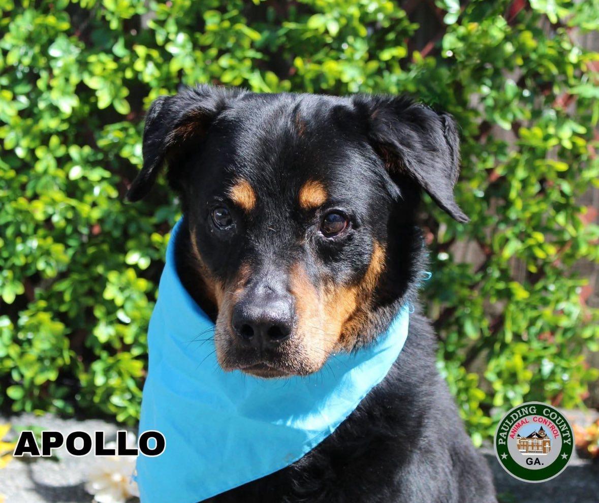 APOLLO, a Adoptable Rottweiler in Chapel Hill, NC image 5/6