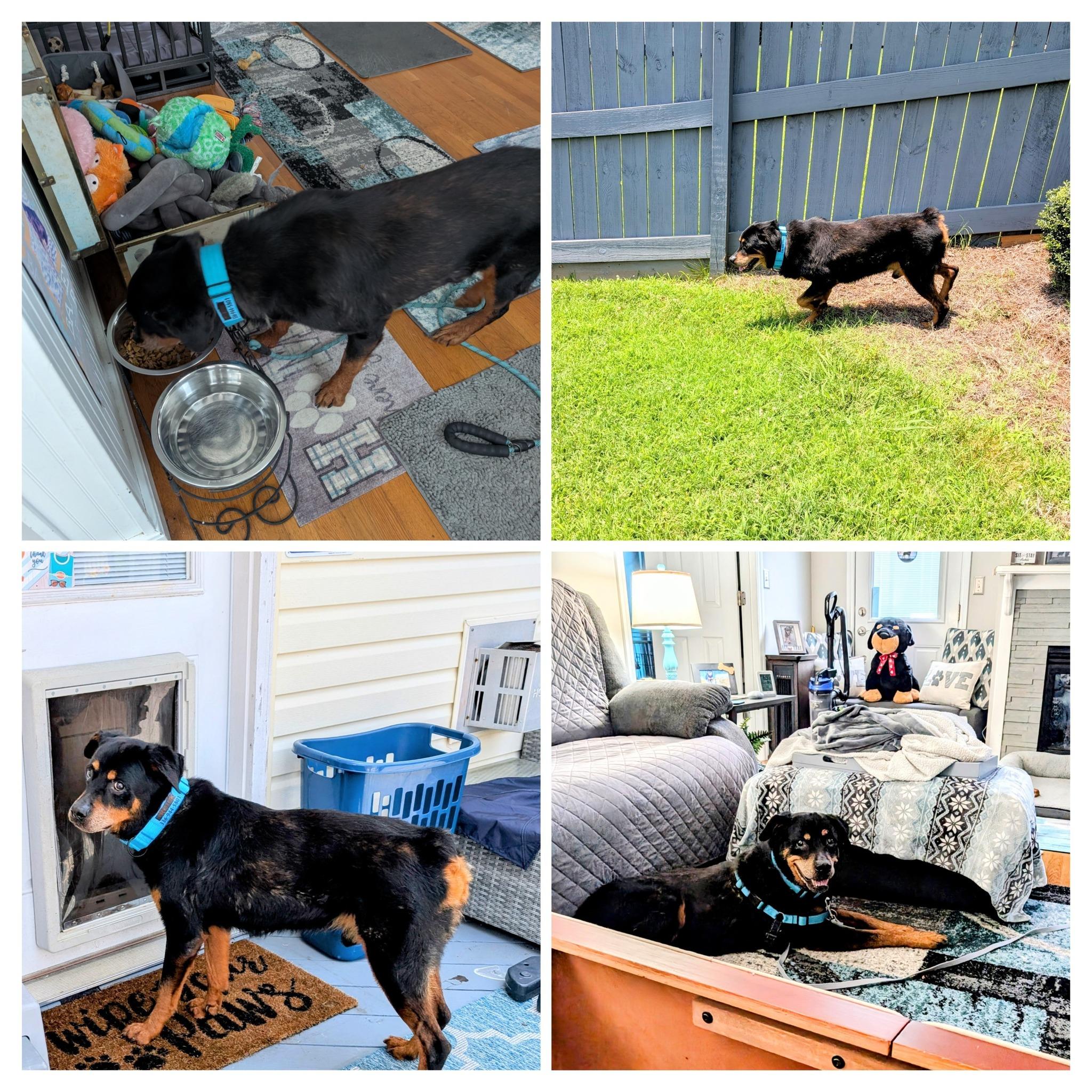 APOLLO, a Adoptable Rottweiler in Chapel Hill, NC image 4/6