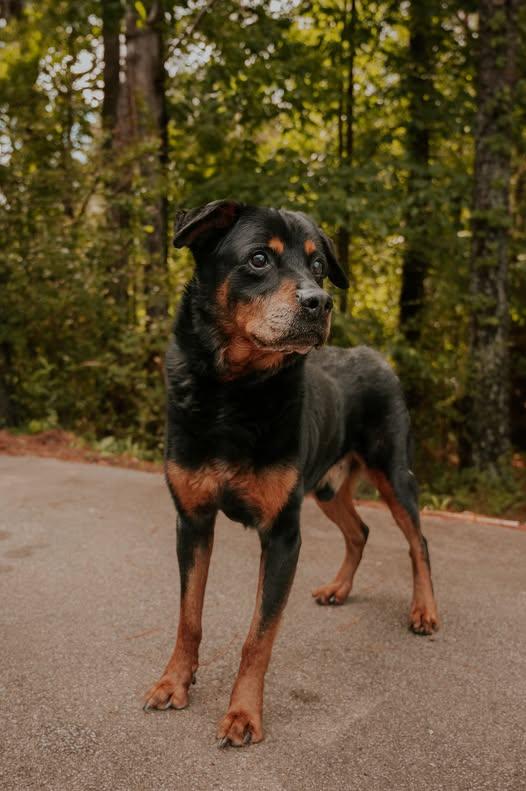 APOLLO, a Adoptable Rottweiler in Chapel Hill, NC image 6/6