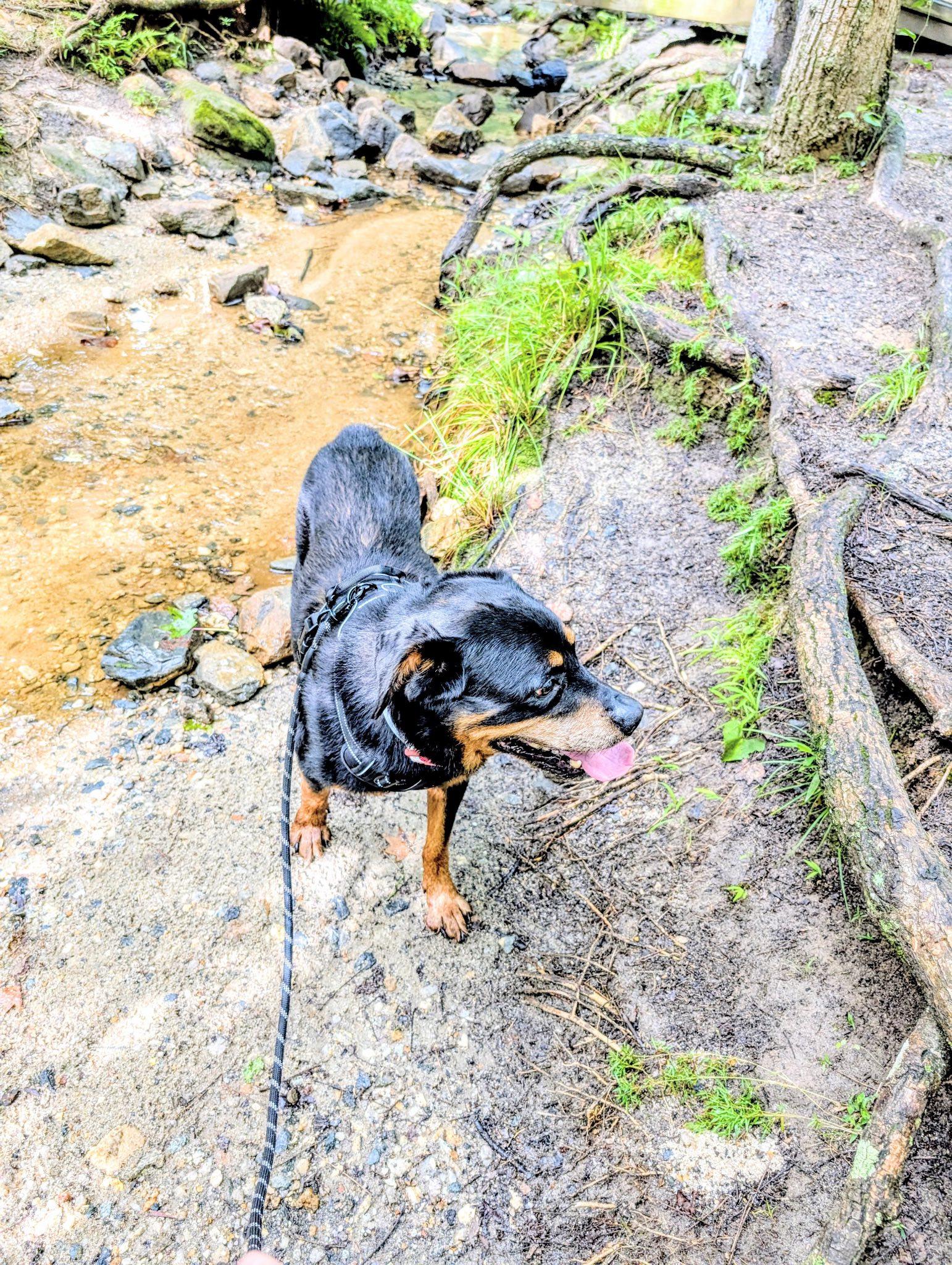 APOLLO, a Adoptable Rottweiler in Chapel Hill, NC image 1/6