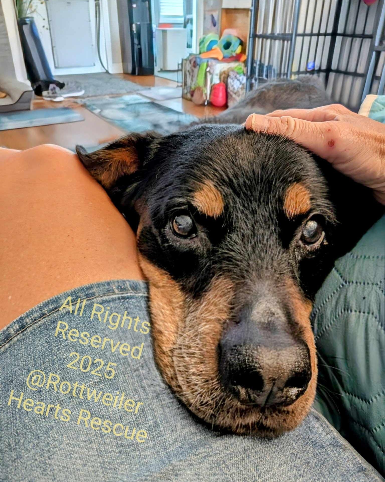 APOLLO, a Adoptable Rottweiler in Chapel Hill, NC image 2/6