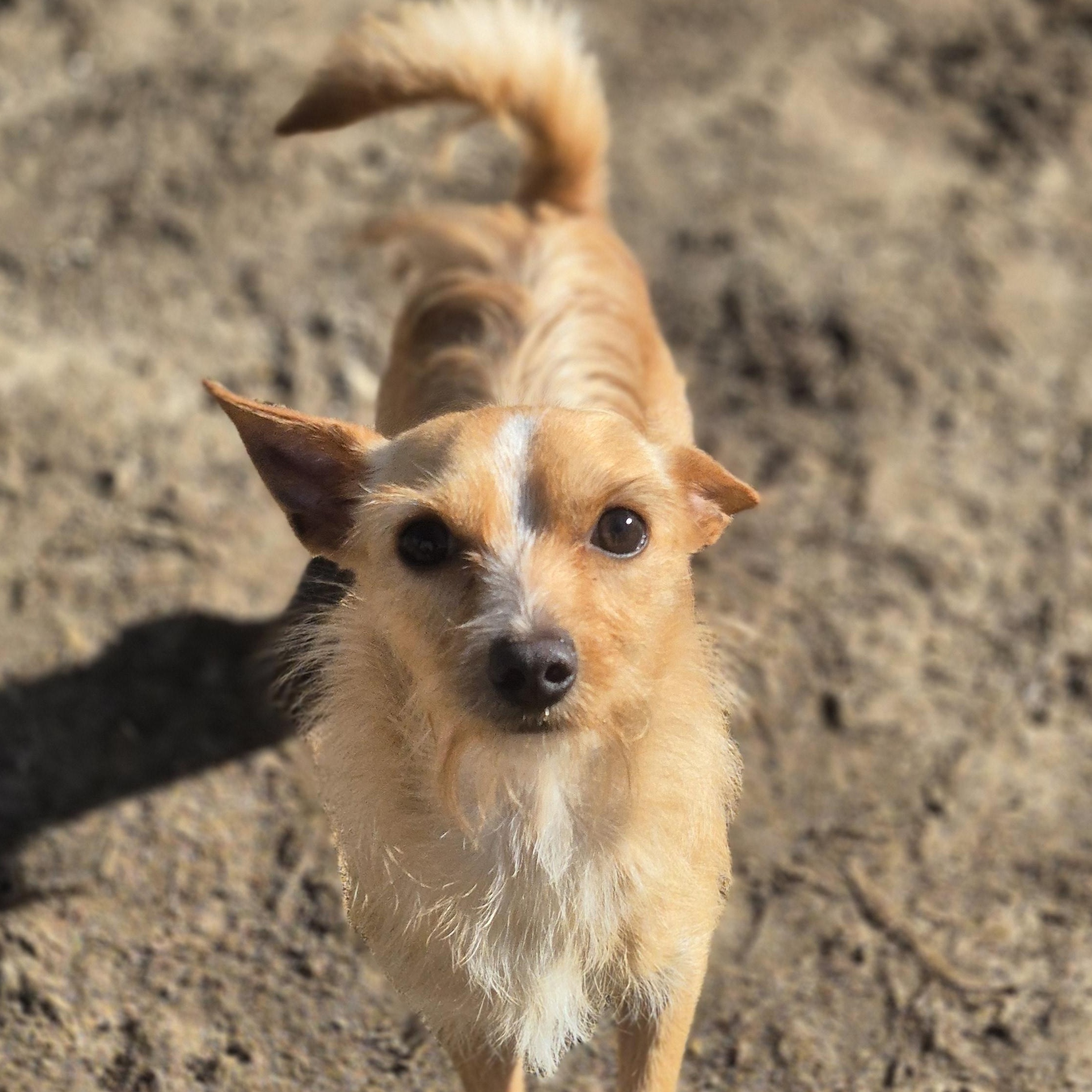 Dewey, ADOPTABLE, Young Male Yorkshire Terrier.