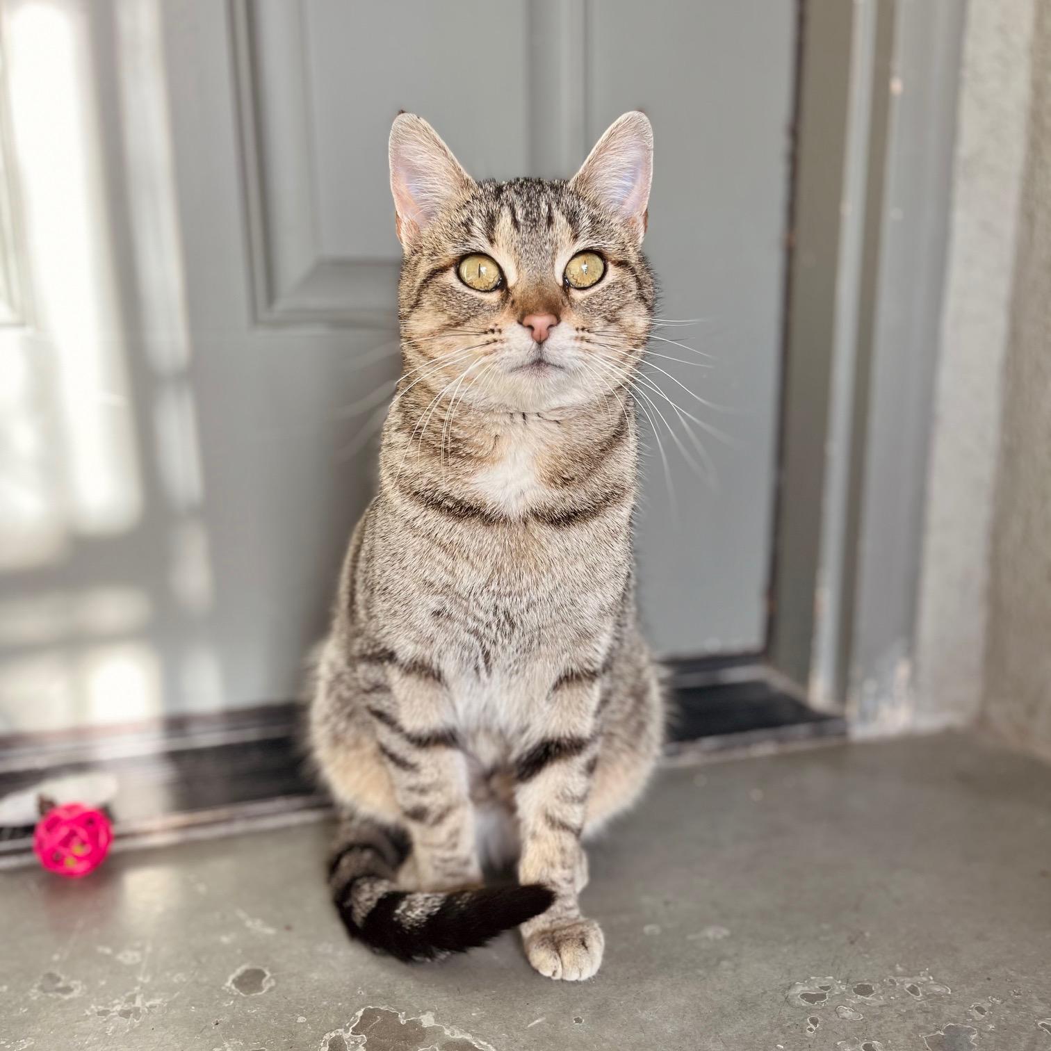 Enlarge Alaia, a ADOPTABLE Domestic Short Hair in Boise, ID image 1/4