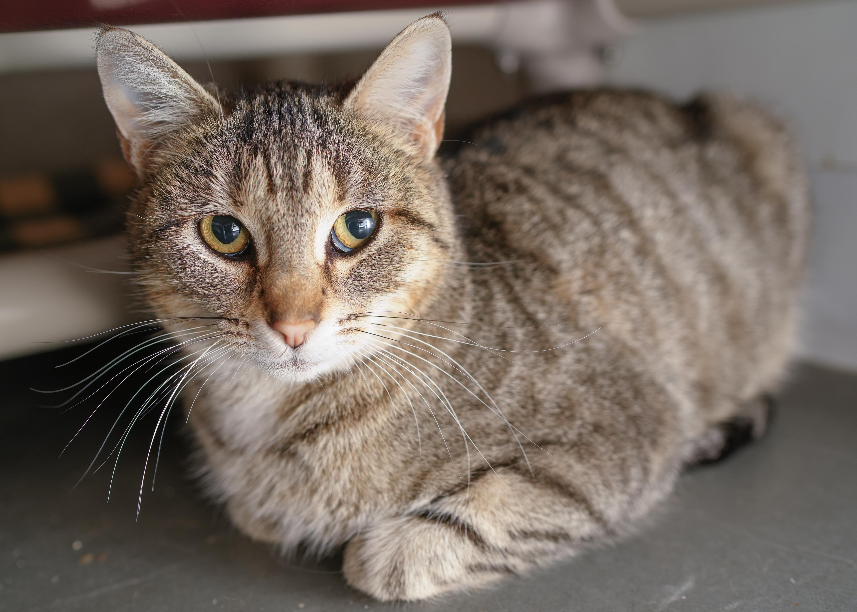 Enlarge Alaia, a ADOPTABLE Domestic Short Hair in Boise, ID image 3/4