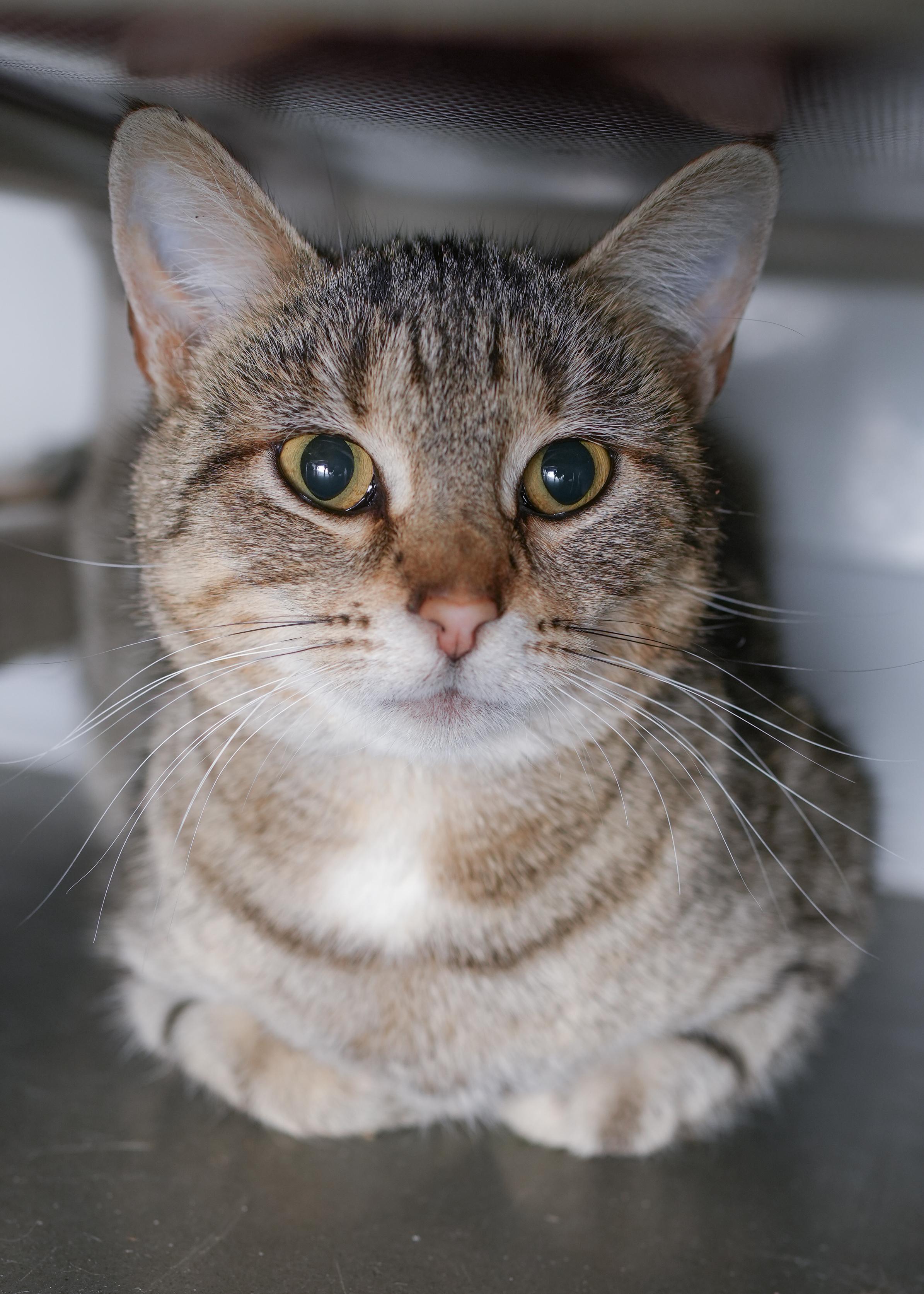 Enlarge Alaia, a ADOPTABLE Domestic Short Hair in Boise, ID image 4/4