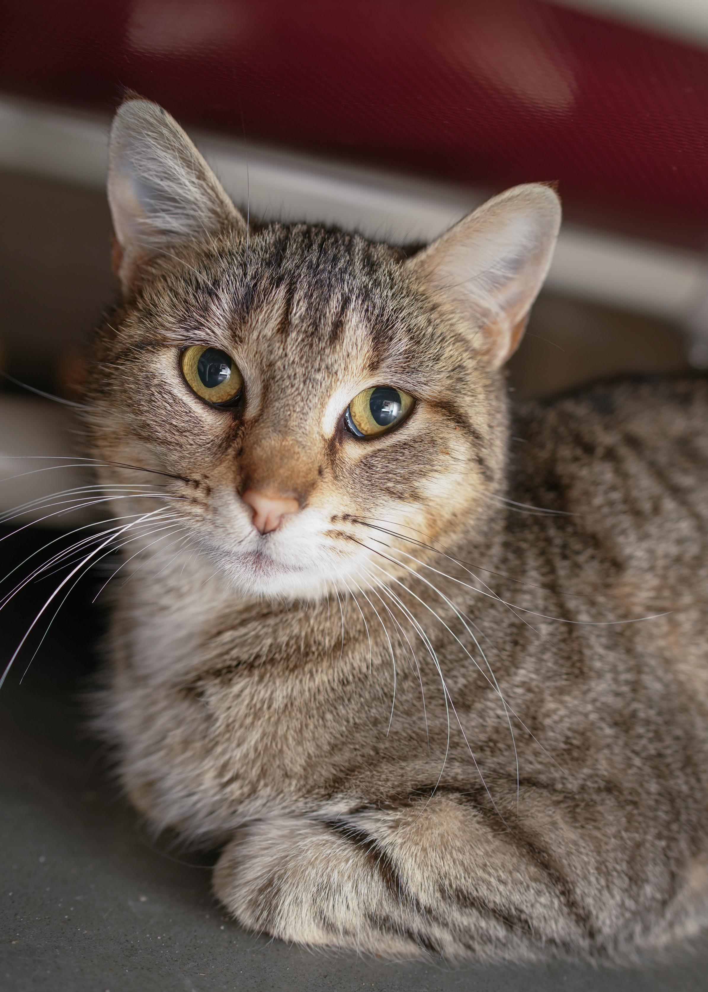 Enlarge Alaia, a ADOPTABLE Domestic Short Hair in Boise, ID image 2/4