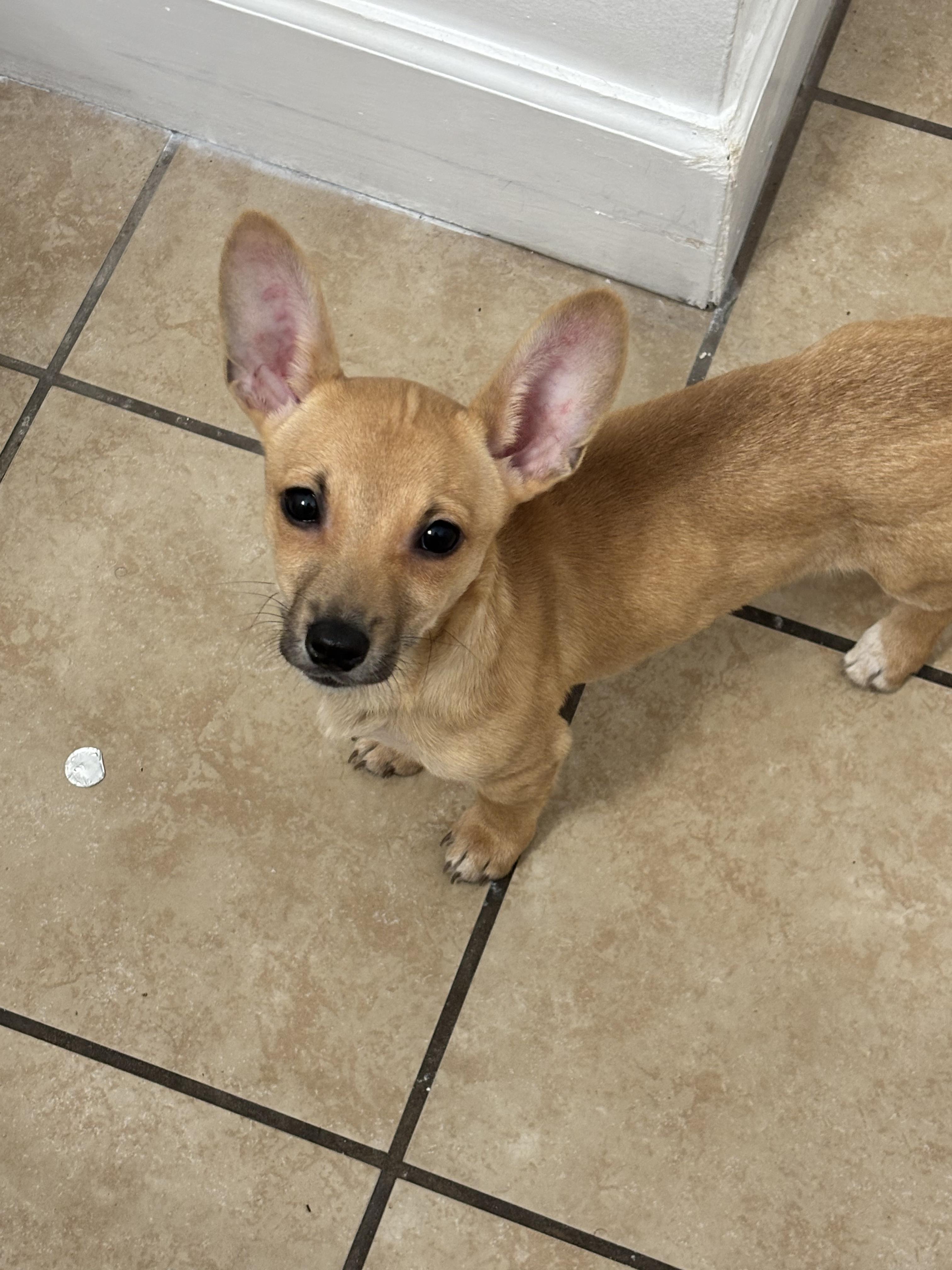 Enlarge Betty, an adopted mixed breed in Penryn, CA image 3/3