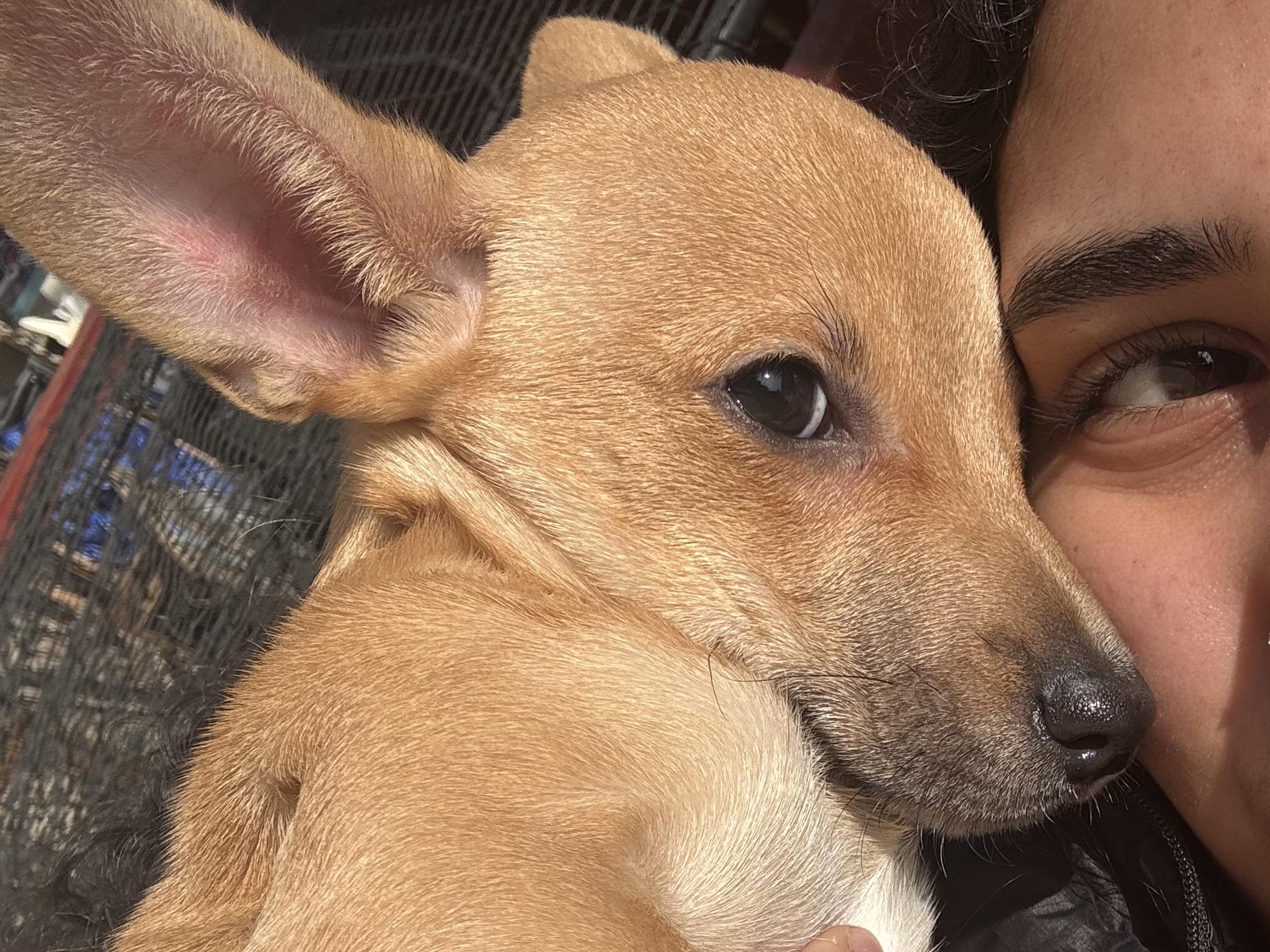 Enlarge Betty, an adopted mixed breed in Penryn, CA image 2/3