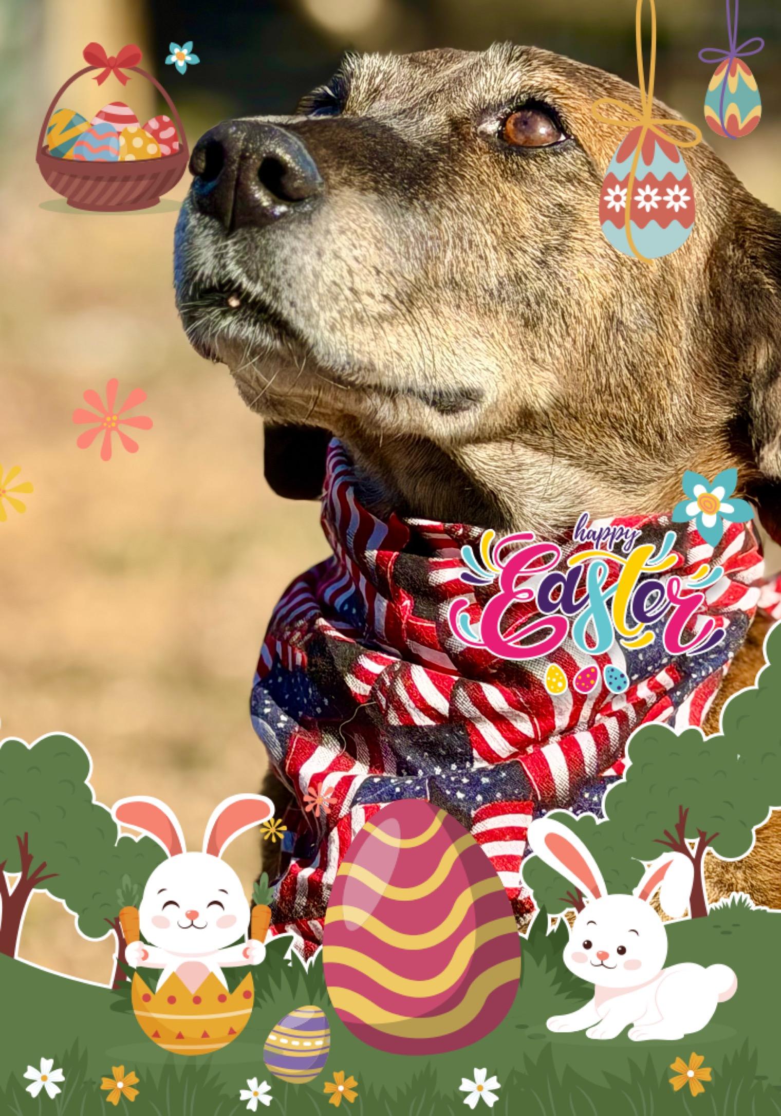 Enlarge Huckleberry , a ADOPTABLE Plott Hound in Maryville, TN image 3/6