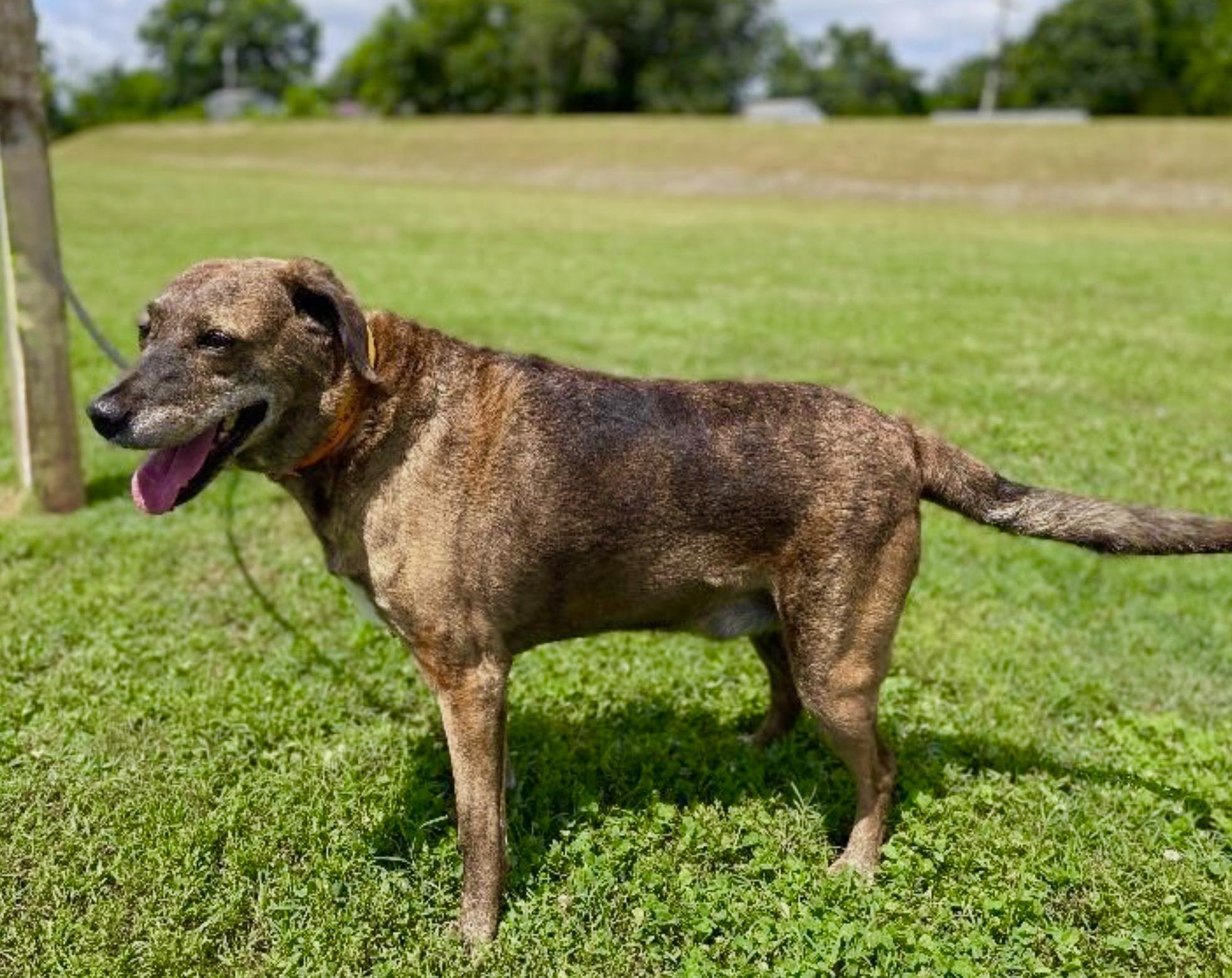 Huckleberry , a ADOPTABLE Plott Hound in Maryville, TN image 6/6