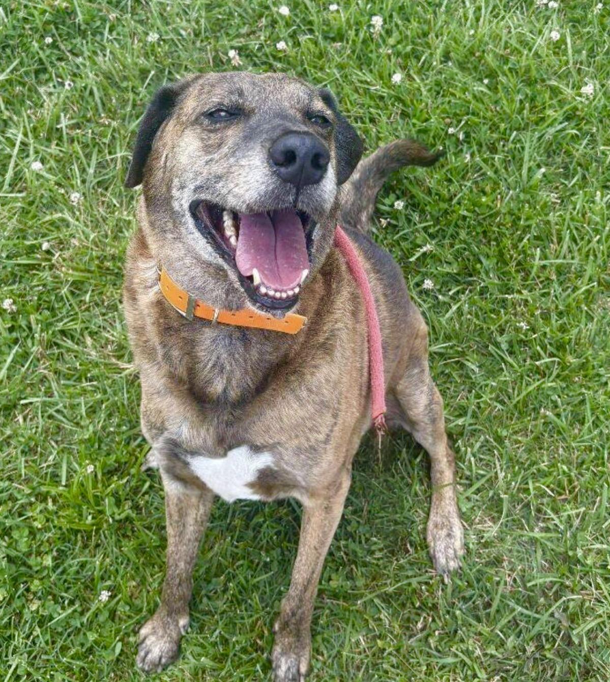 Huckleberry , a ADOPTABLE Plott Hound in Maryville, TN image 5/6