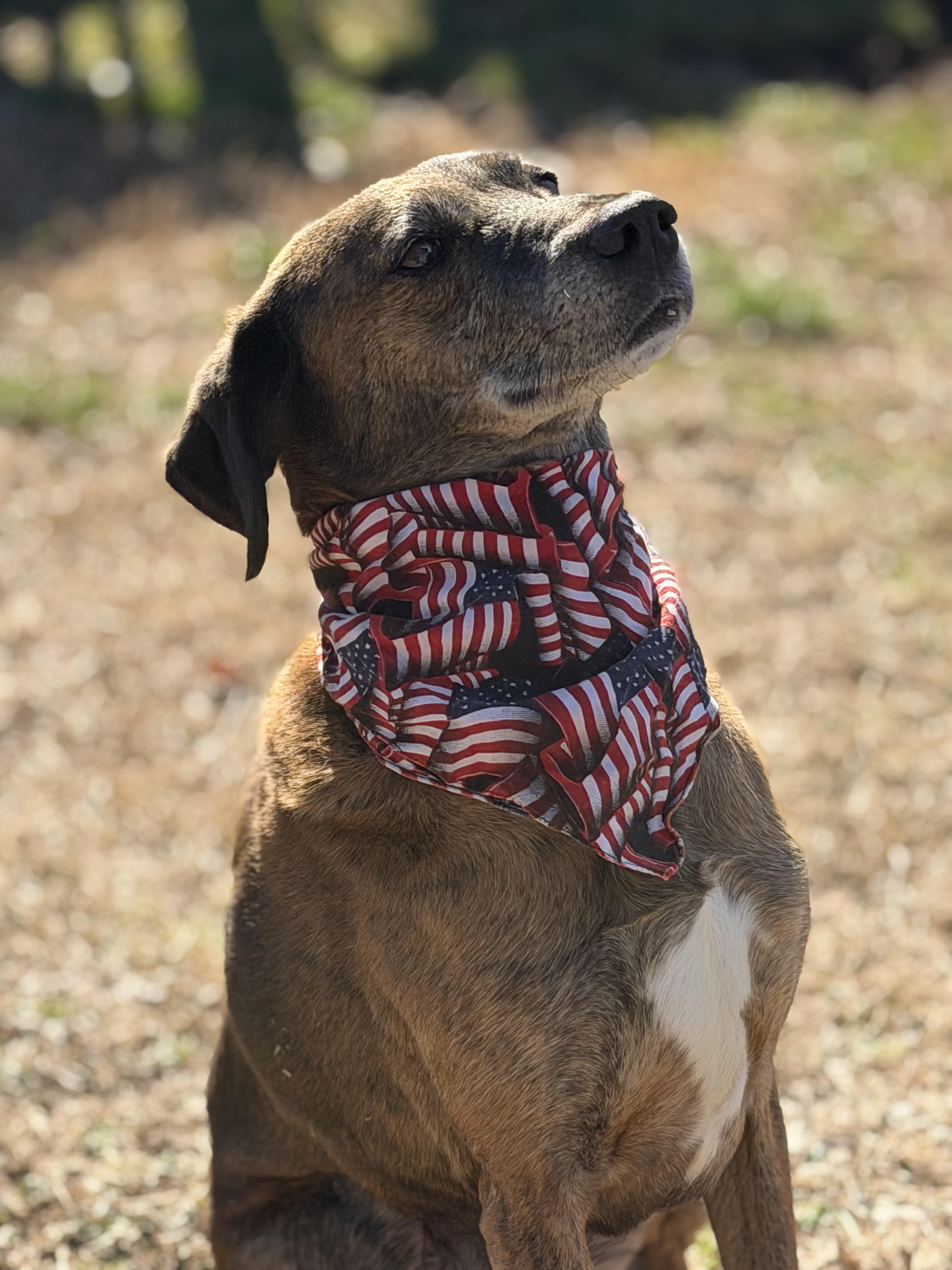 Huckleberry , a ADOPTABLE Plott Hound in Maryville, TN image 5/6