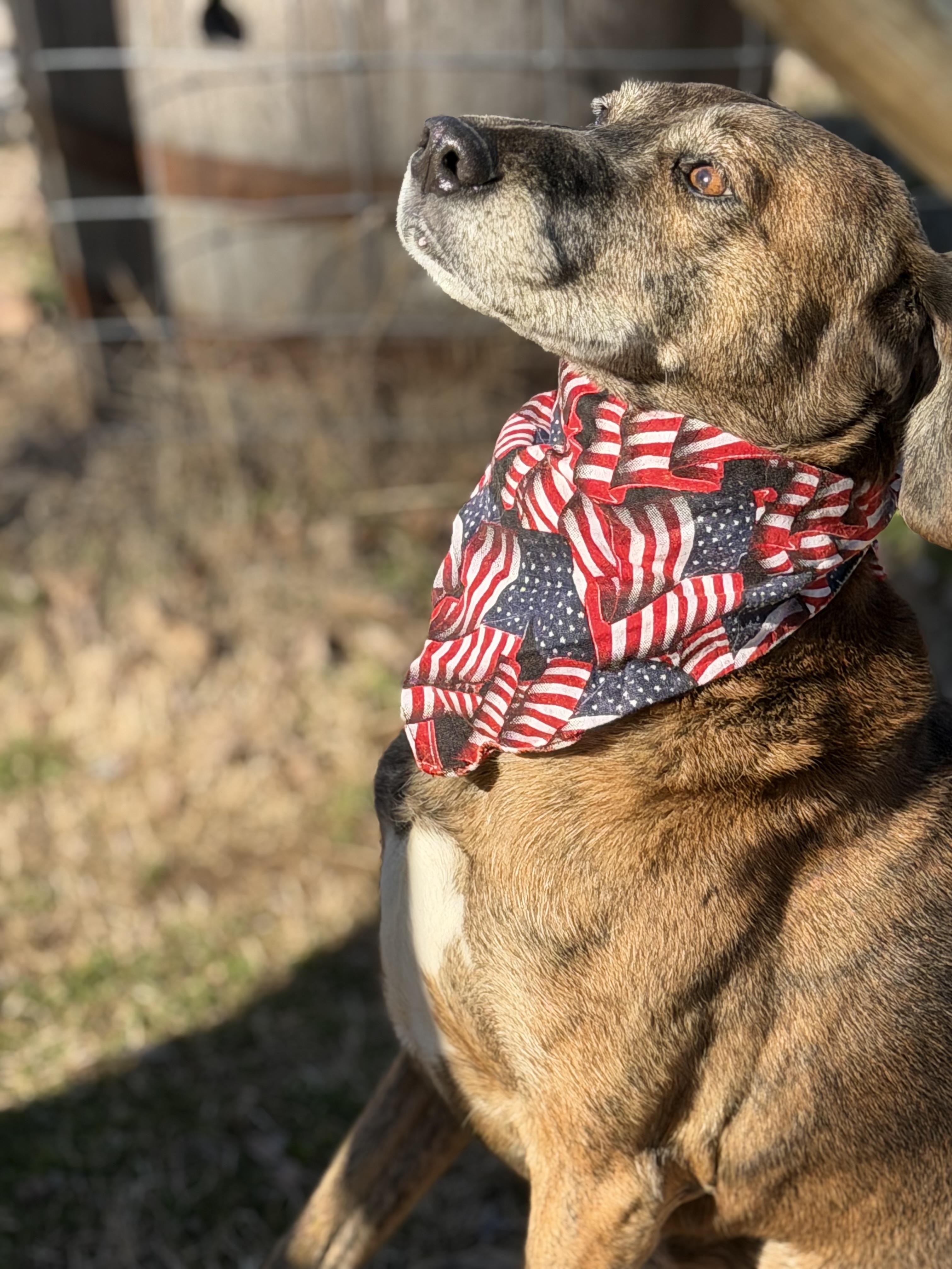 Huckleberry , a ADOPTABLE Plott Hound in Maryville, TN image 2/6