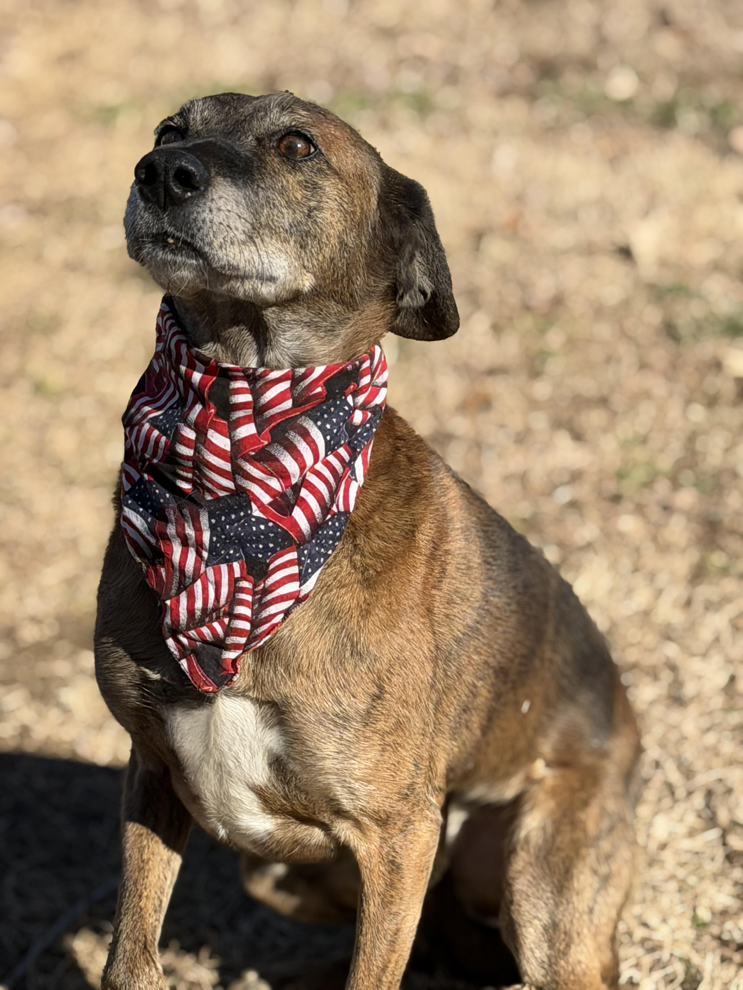 Huckleberry , a ADOPTABLE Plott Hound in Maryville, TN image 1/6