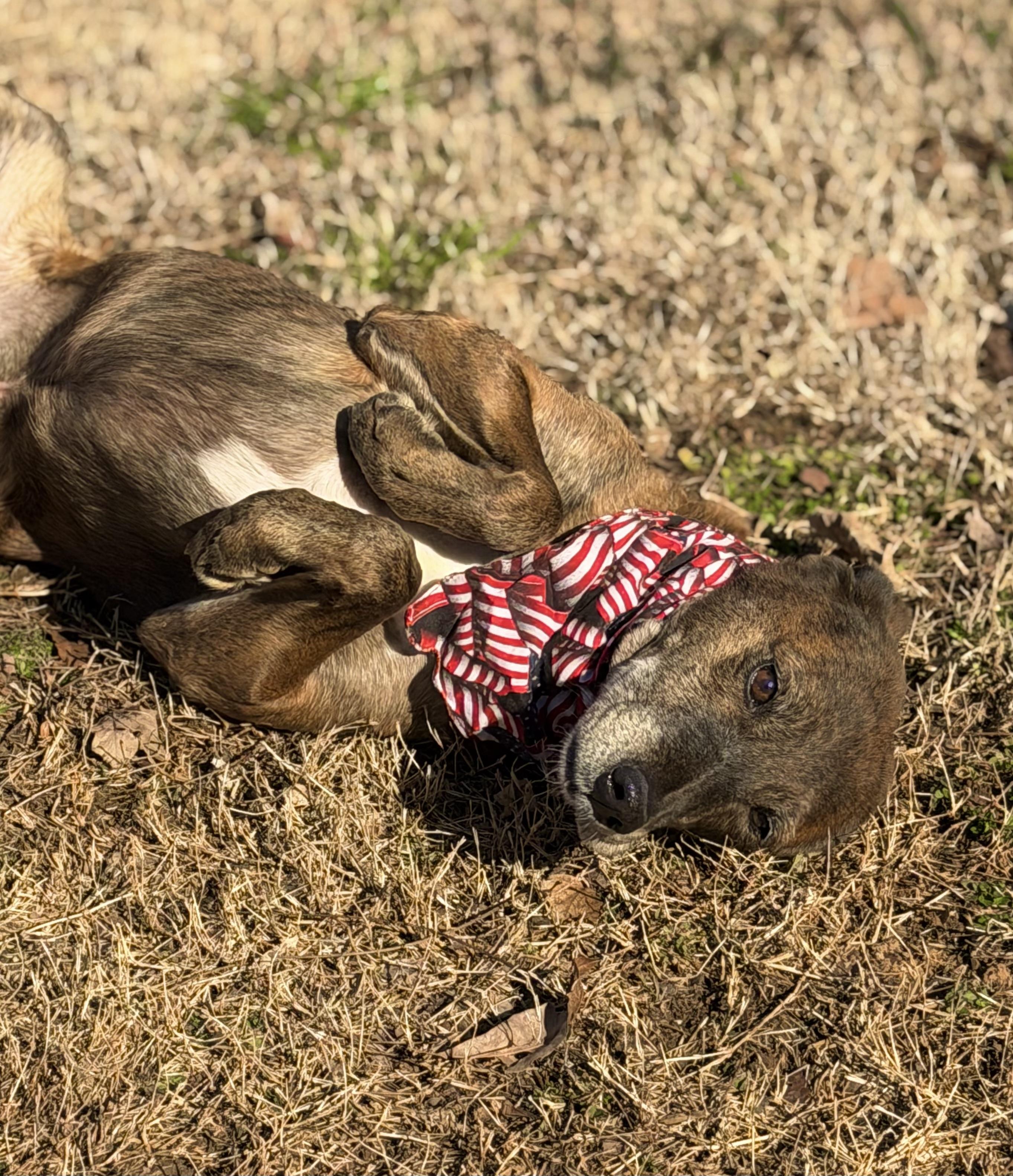 Enlarge Huckleberry , a ADOPTABLE Plott Hound in Maryville, TN image 2/6