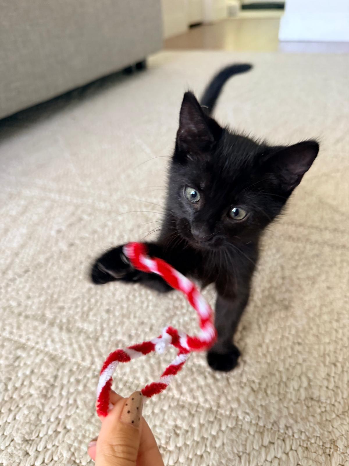 Enlarge Boo, a Adopted Domestic Short Hair in Kissimmee, FL image 3/3