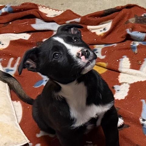 Enlarge Fred, a Adoptable mixed breed in Ennis, TX image 2/2