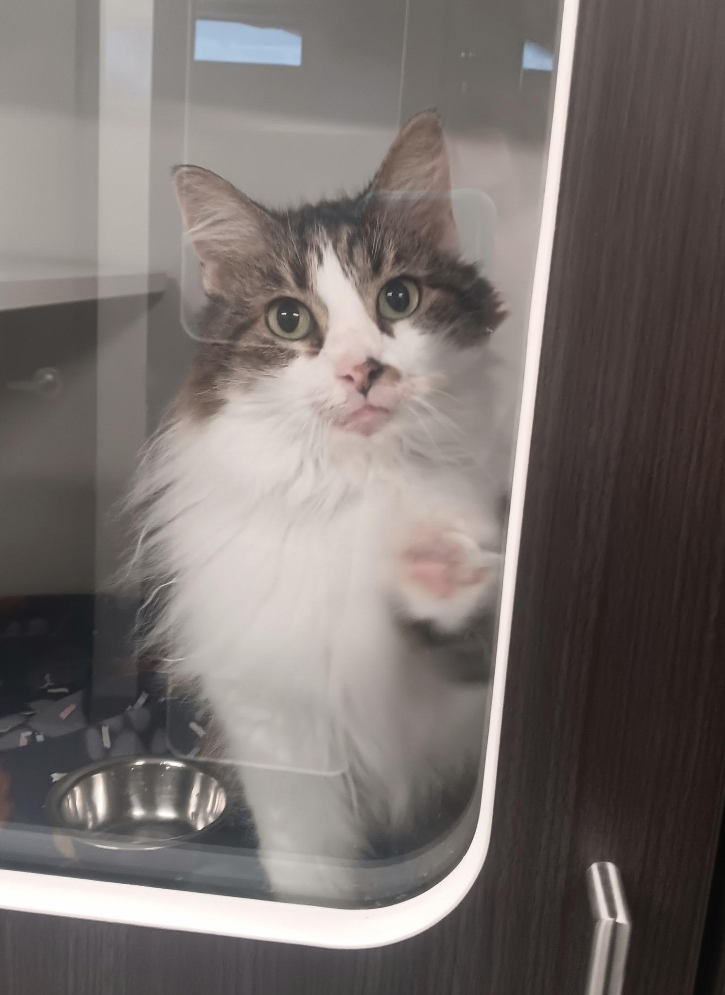 Enlarge Pritz (Gahanna, OH), a Adoptable Domestic Long Hair in Gahanna, OH image 3/3
