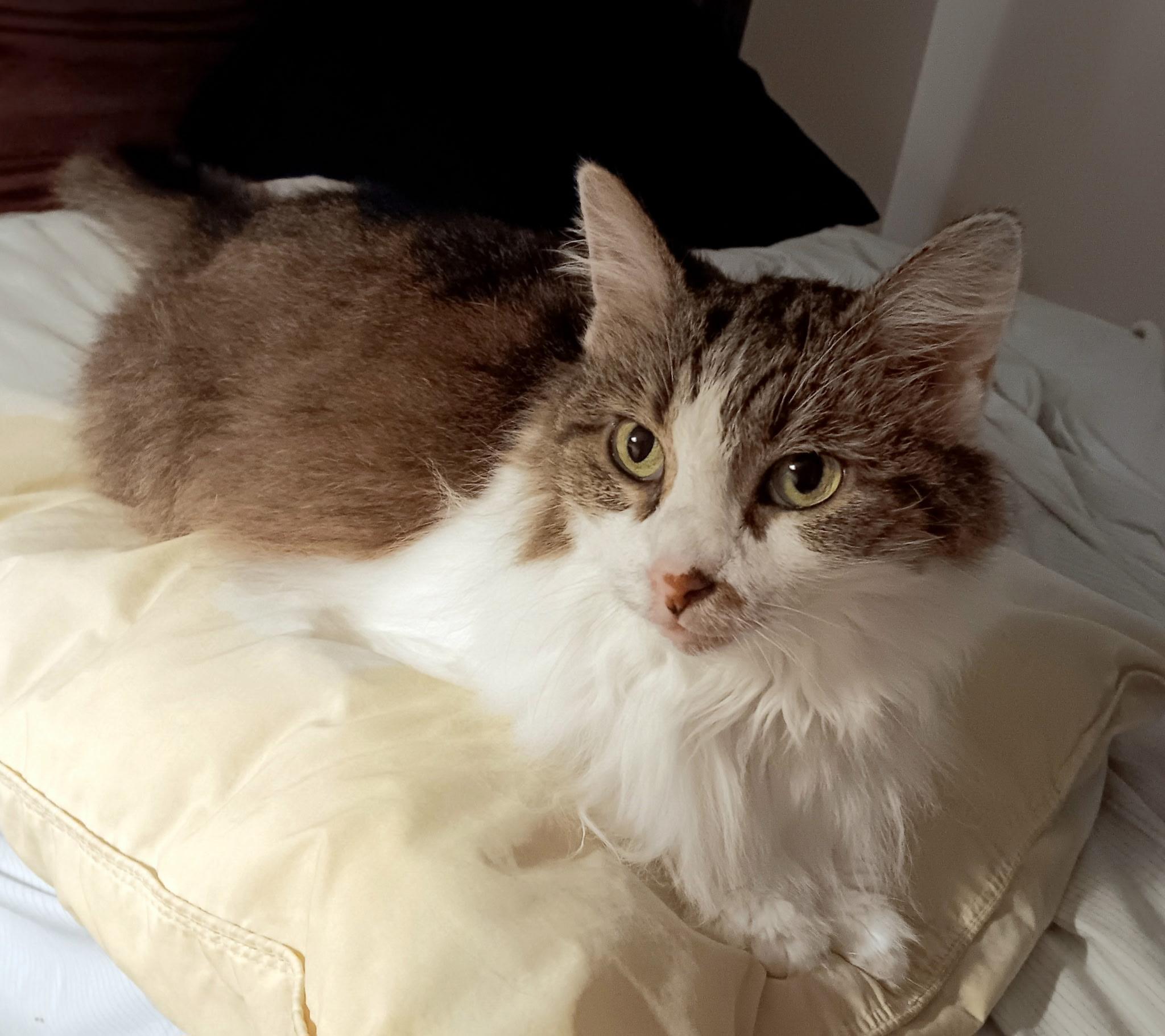 Pritz (Gahanna, OH), Adoptable, Adult Male Domestic Long Hair.