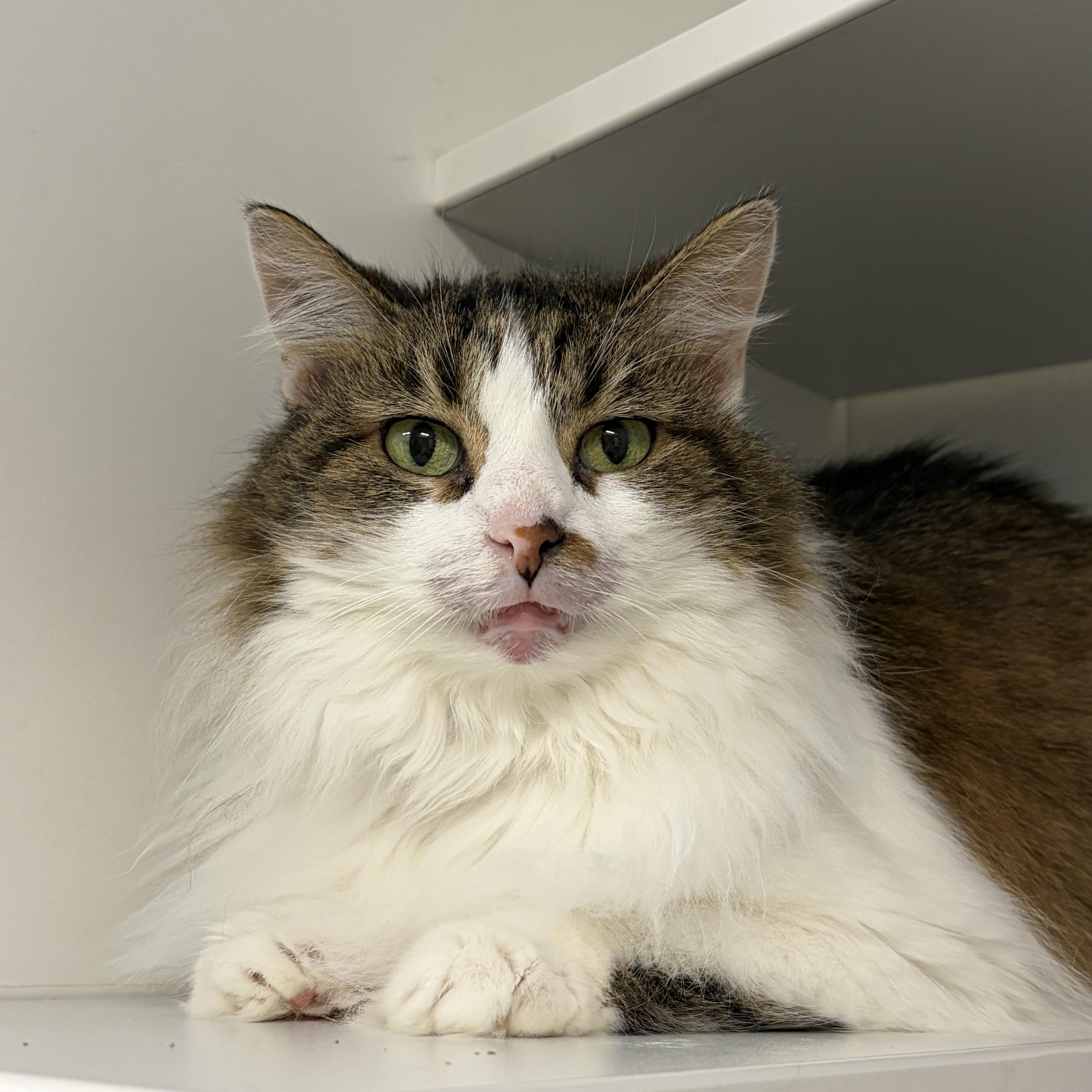 Enlarge Pritz (Gahanna, OH), a Adoptable Domestic Long Hair in Gahanna, OH image 2/3