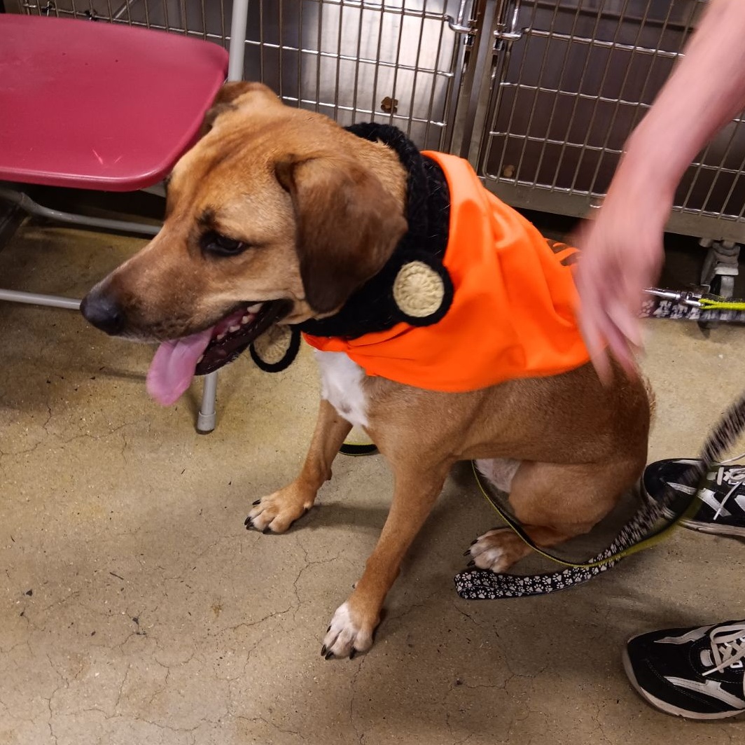 Enlarge Allie, a Adoptable Hound in Woodbridge, NJ image 1/1