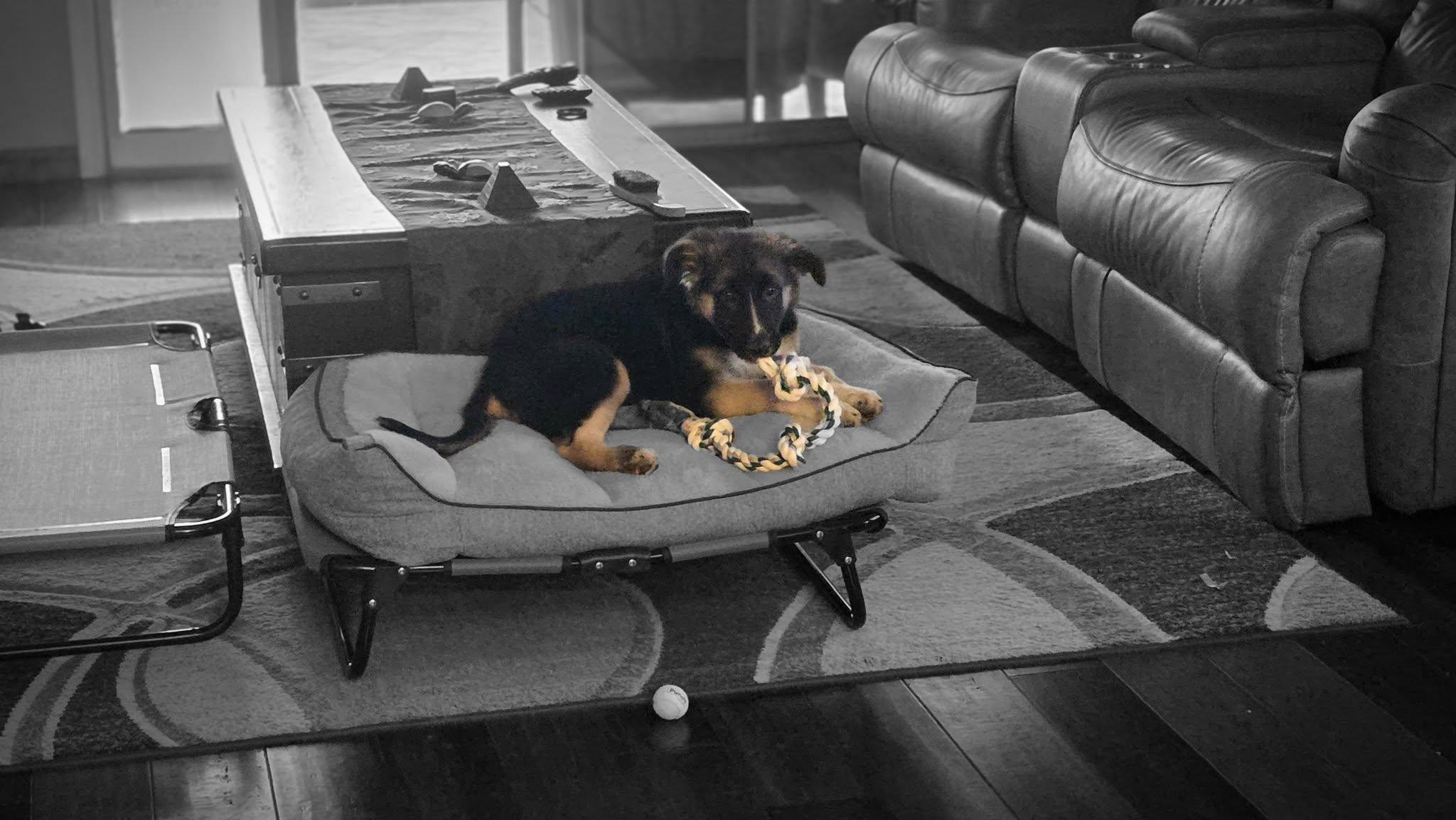 Iris, a ADOPTABLE mixed breed in Glendale, AZ image 3/5