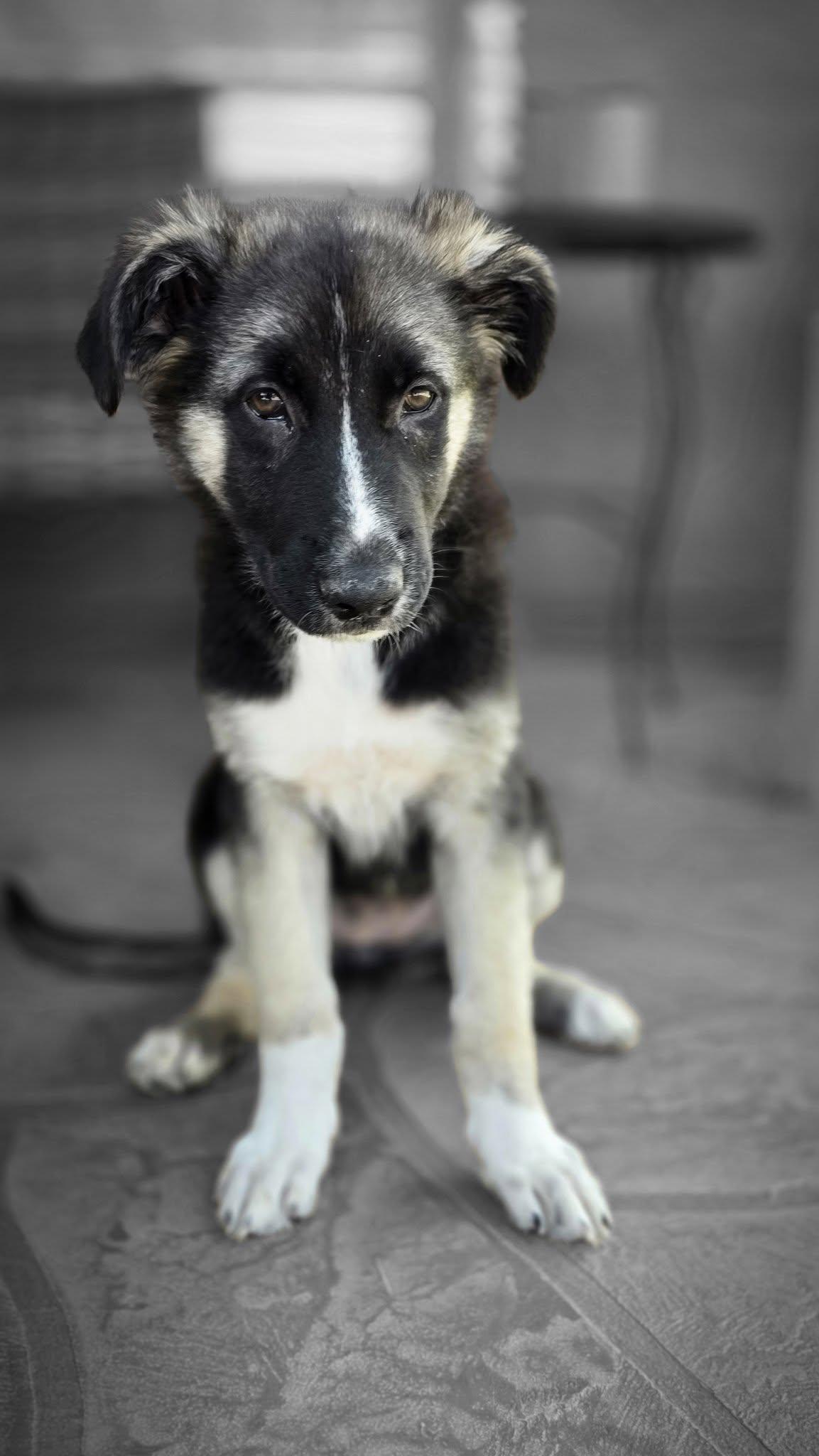Iris, a ADOPTABLE mixed breed in Glendale, AZ image 1/5
