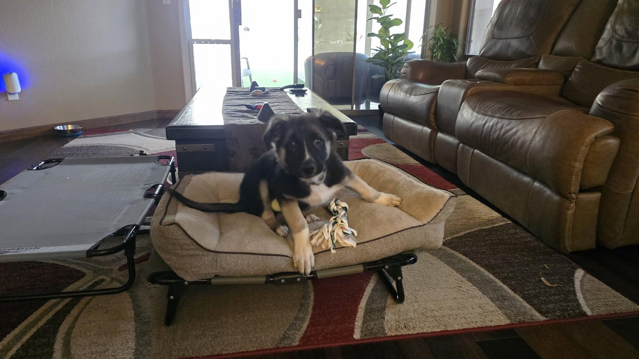 Iris, a ADOPTABLE mixed breed in Glendale, AZ image 2/5