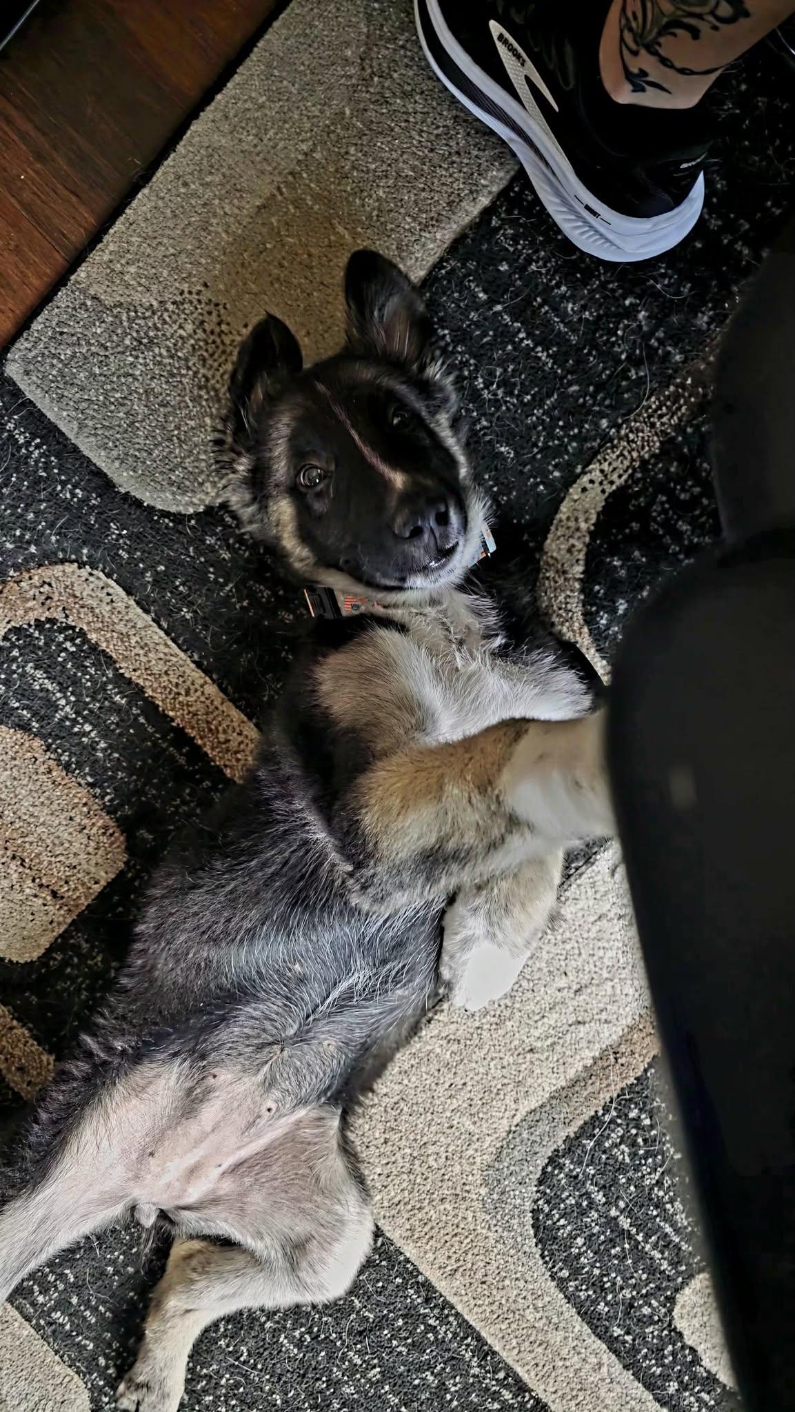 Iris, a ADOPTABLE mixed breed in Glendale, AZ image 5/5