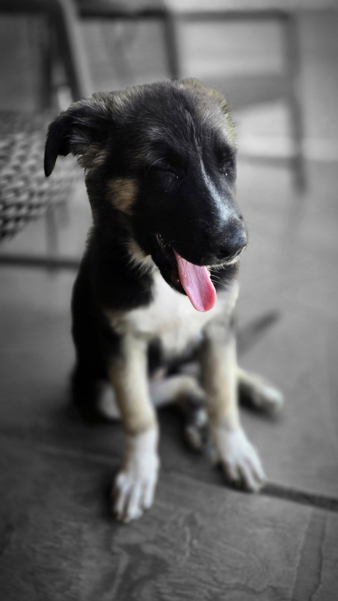 Iris, a ADOPTABLE mixed breed in Glendale, AZ image 4/5