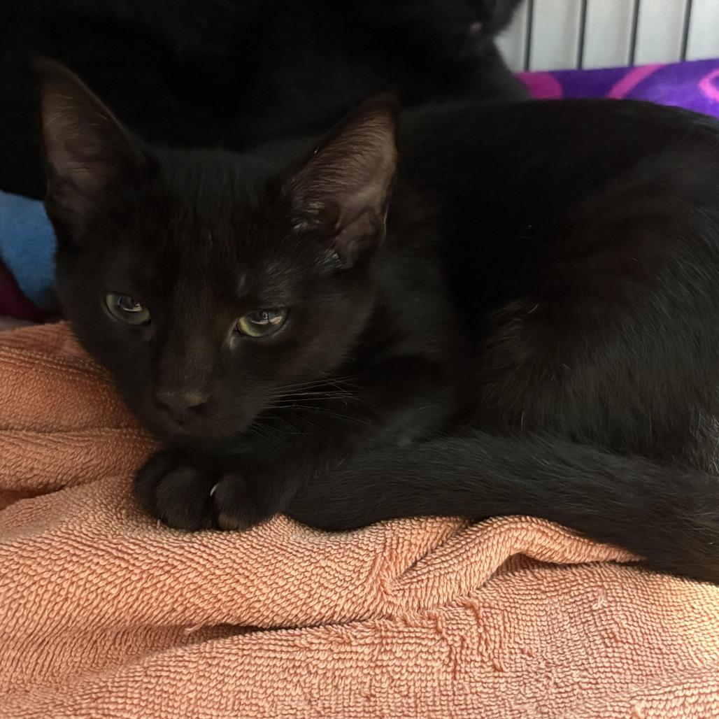 Enlarge Nicky (6416), a Adoptable Domestic Short Hair in Chesapeake, VA image 1/2