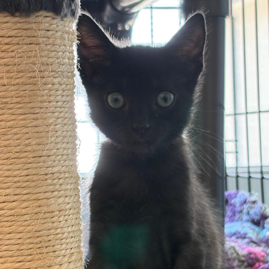 Nicky (6416), Adoptable, Kitten Male Domestic Short Hair.
