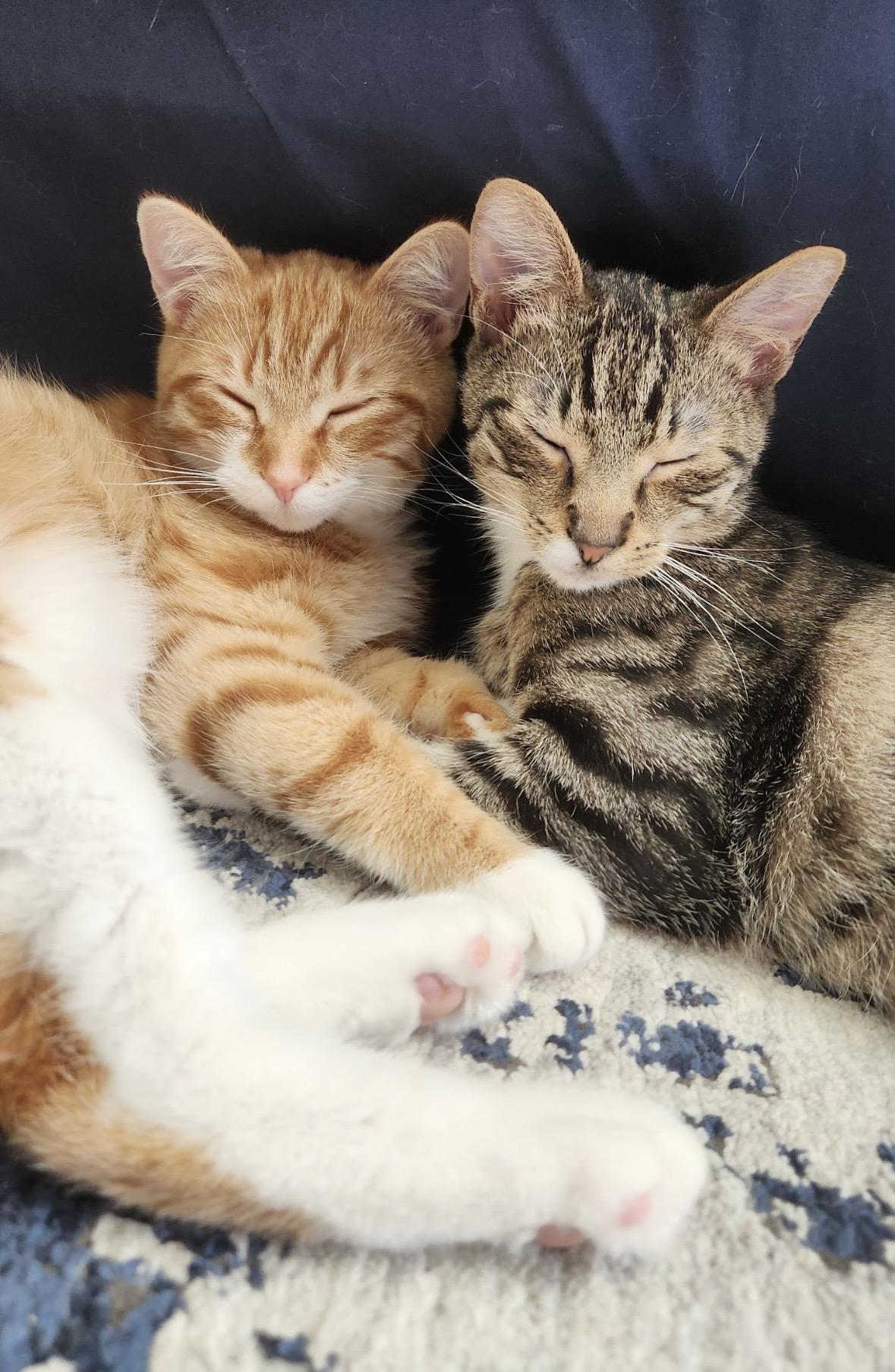 Alvina & Simon , a ADOPTABLE Domestic Short Hair in Beltsville, MD image 2/6