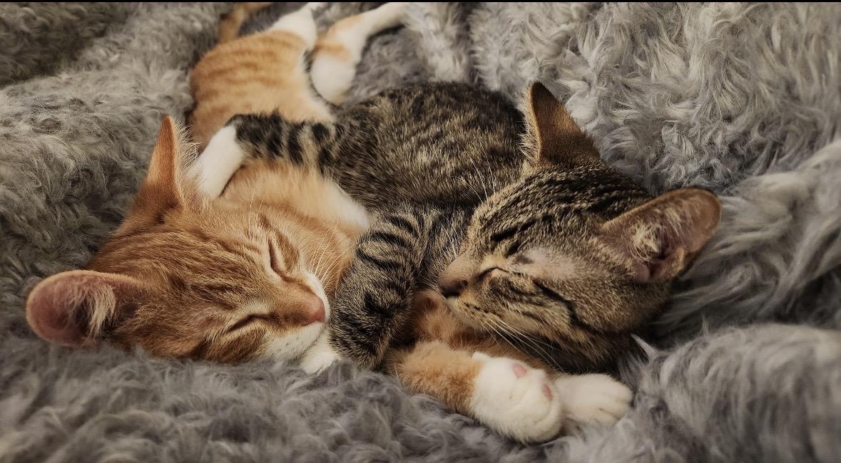 Alvina & Simon , a ADOPTABLE Domestic Short Hair in Beltsville, MD image 4/6