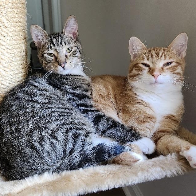 Alvina & Simon , a ADOPTABLE Domestic Short Hair in Beltsville, MD image 5/6