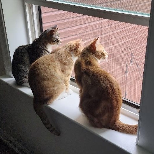 Alvina & Simon , a ADOPTABLE Domestic Short Hair in Beltsville, MD image 6/6