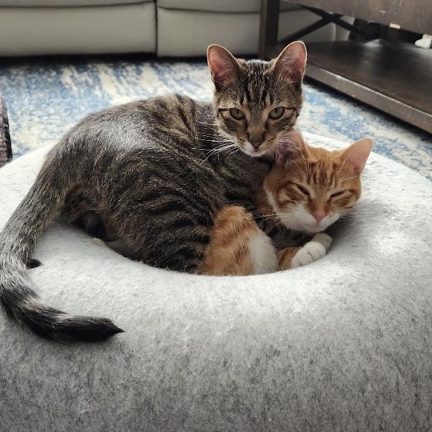 Alvina & Simon , ADOPTABLE, Kitten Female Domestic Short Hair.