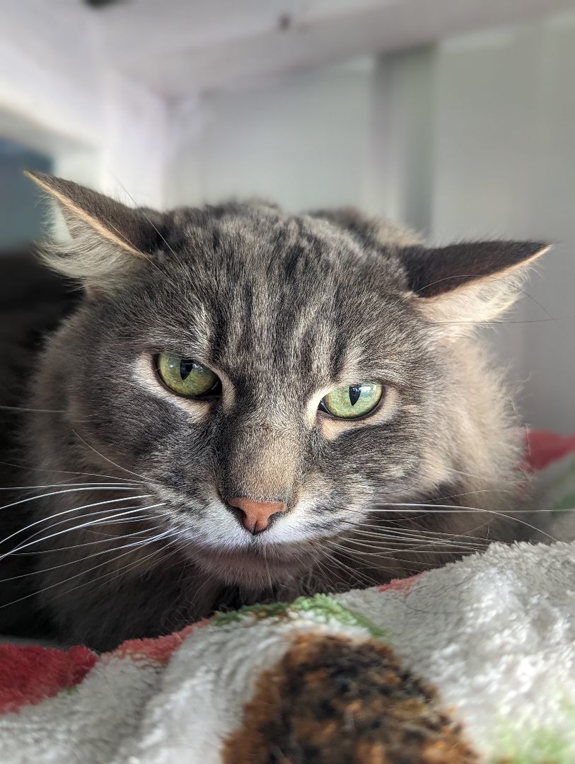 Beans, a Adopted Domestic Long Hair in Chuckey, TN image 1/2