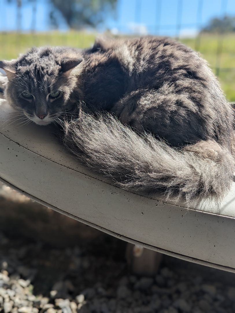 Beans, a Adopted Domestic Long Hair in Chuckey, TN image 2/2