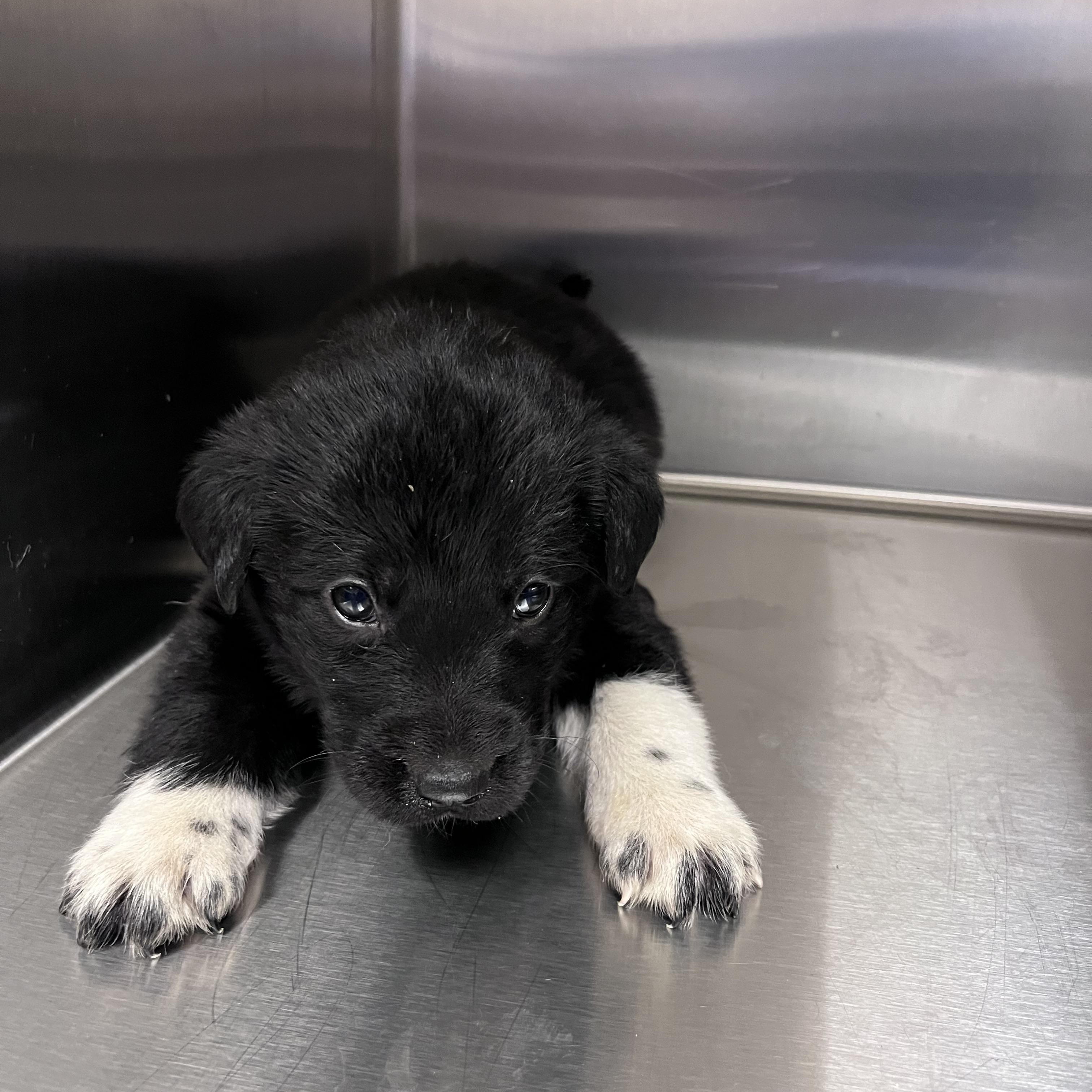 Enlarge Jim Halpert, a Adoptable mixed breed in Liberty, MO image 1/1