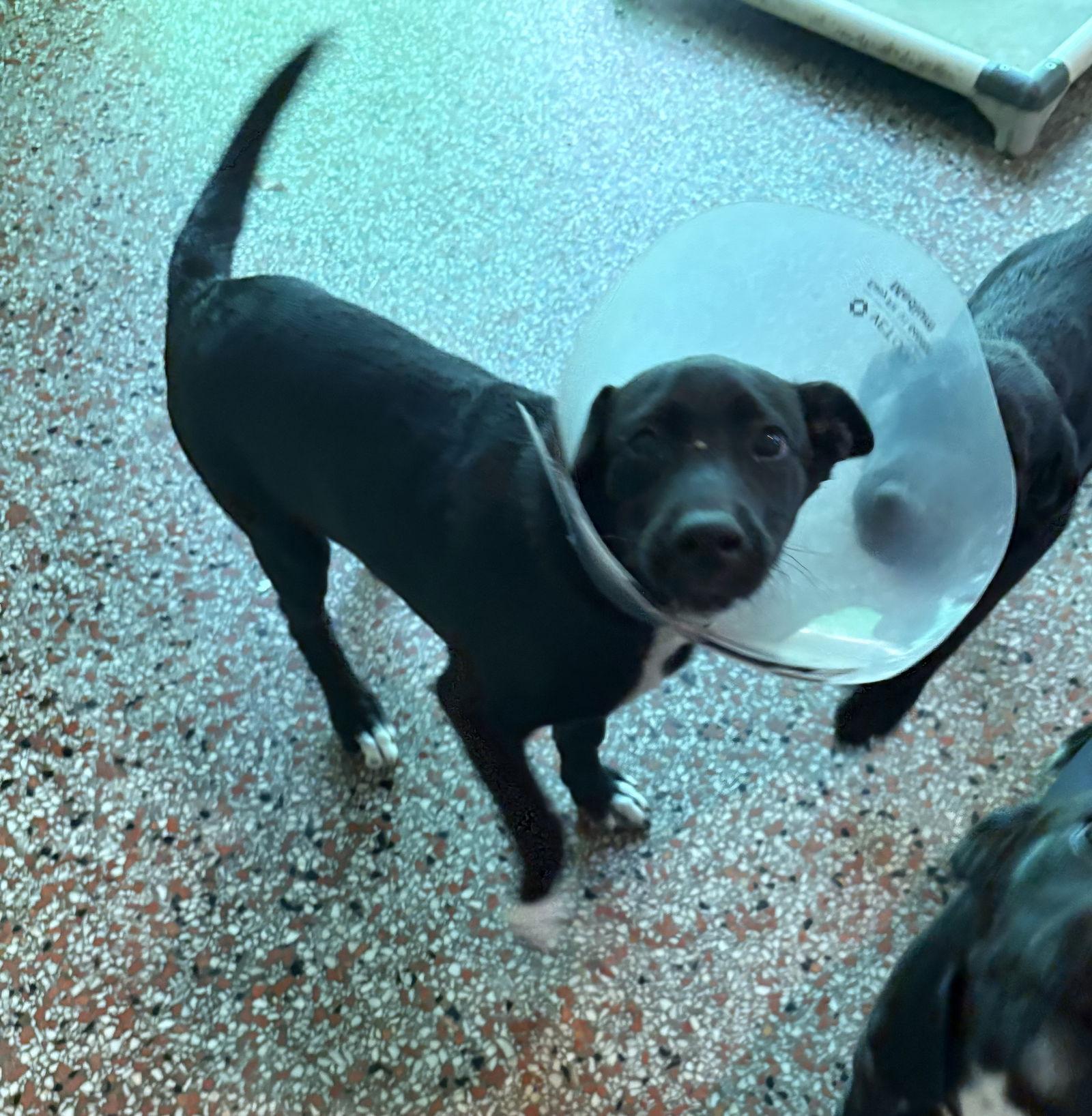 Brigadier, a Adopted Husky in Sanford, FL image 2/3