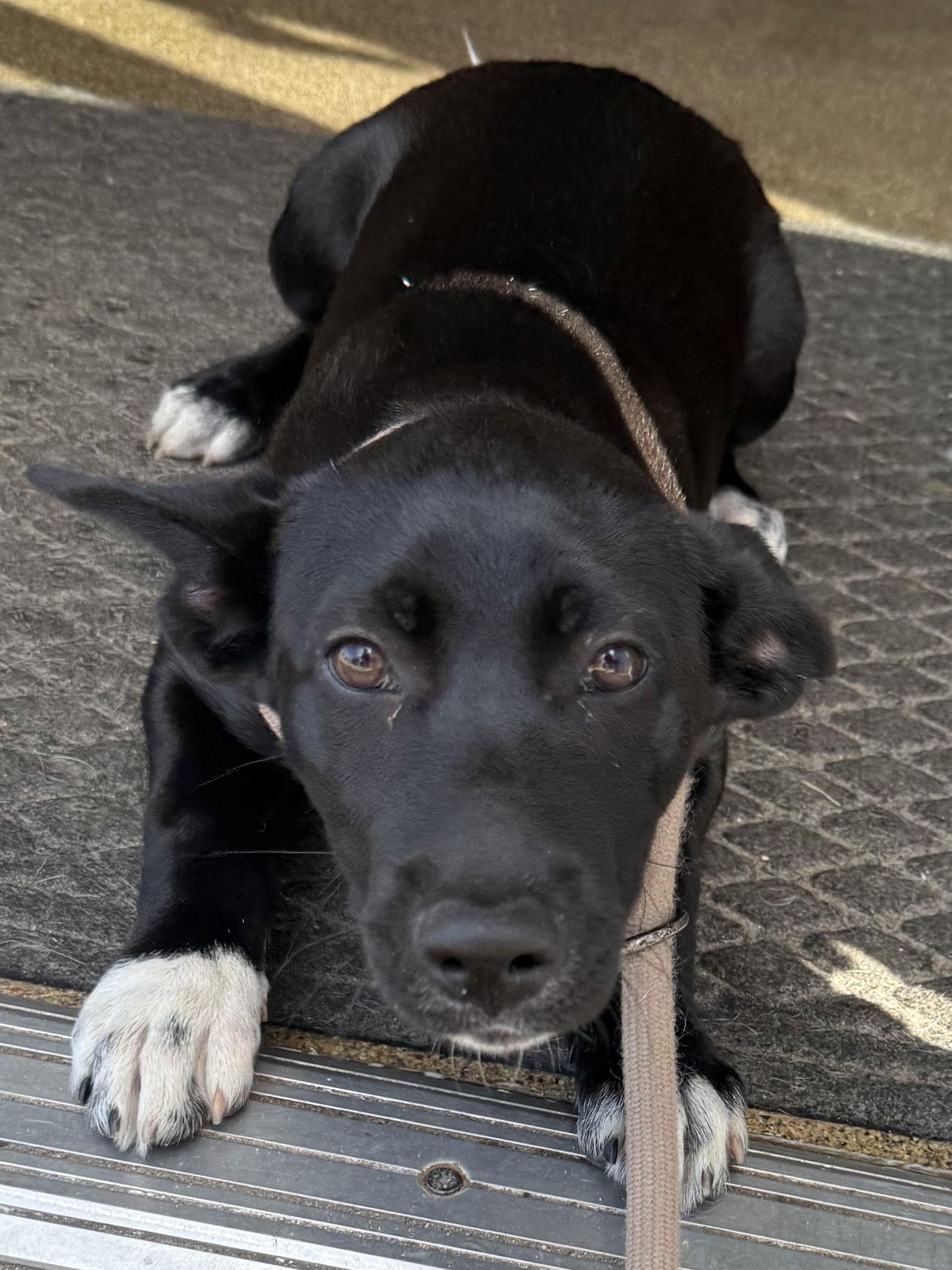 Brigadier, a Adopted Husky in Sanford, FL image 3/3