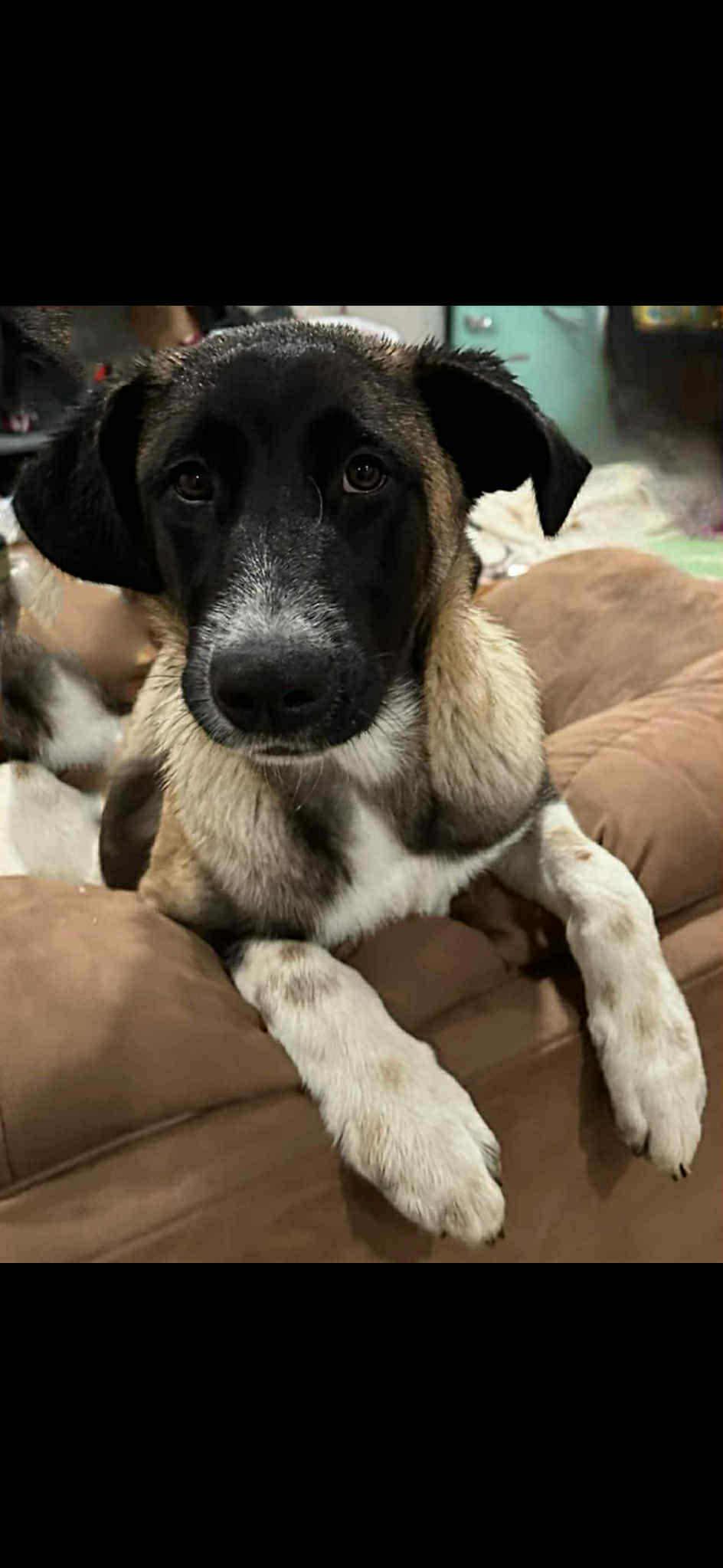 Enlarge Lucy, an adopted mixed breed in Vancouver, WA image 2/4