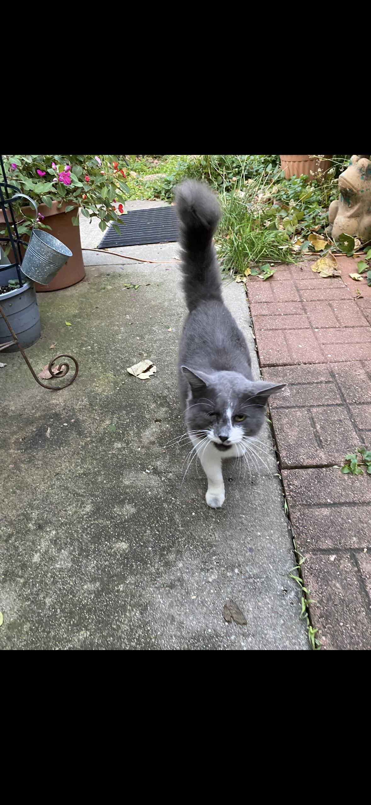 Enlarge Winter, a ADOPTABLE mixed breed in Valley Center, KS image 5/6